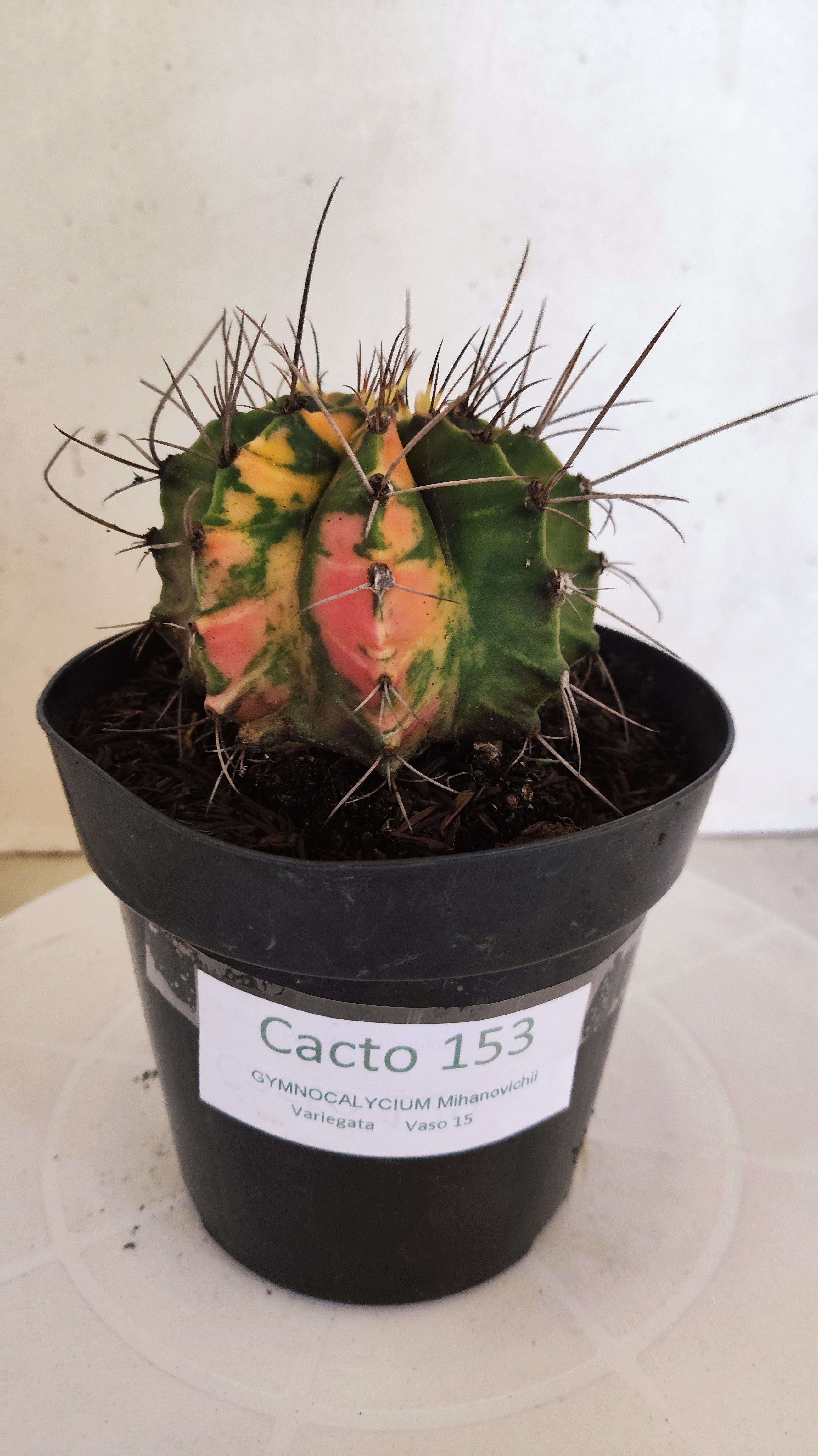 GYMNOCALYCIUM Mihanovichii "Variegata" Nº 153 – vaso 15