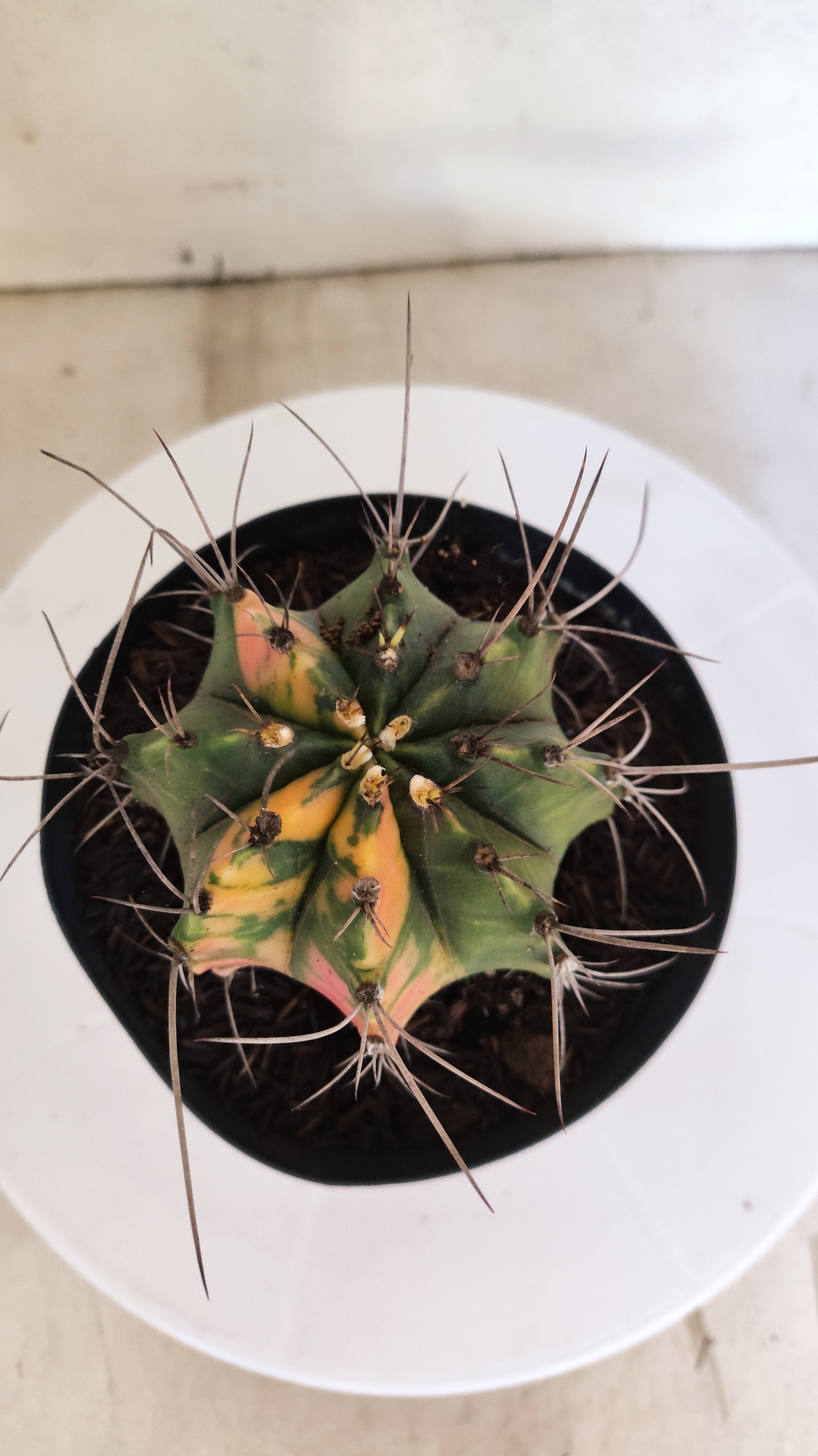 GYMNOCALYCIUM Mihanovichii "Variegata" Nº 153 – vaso 15