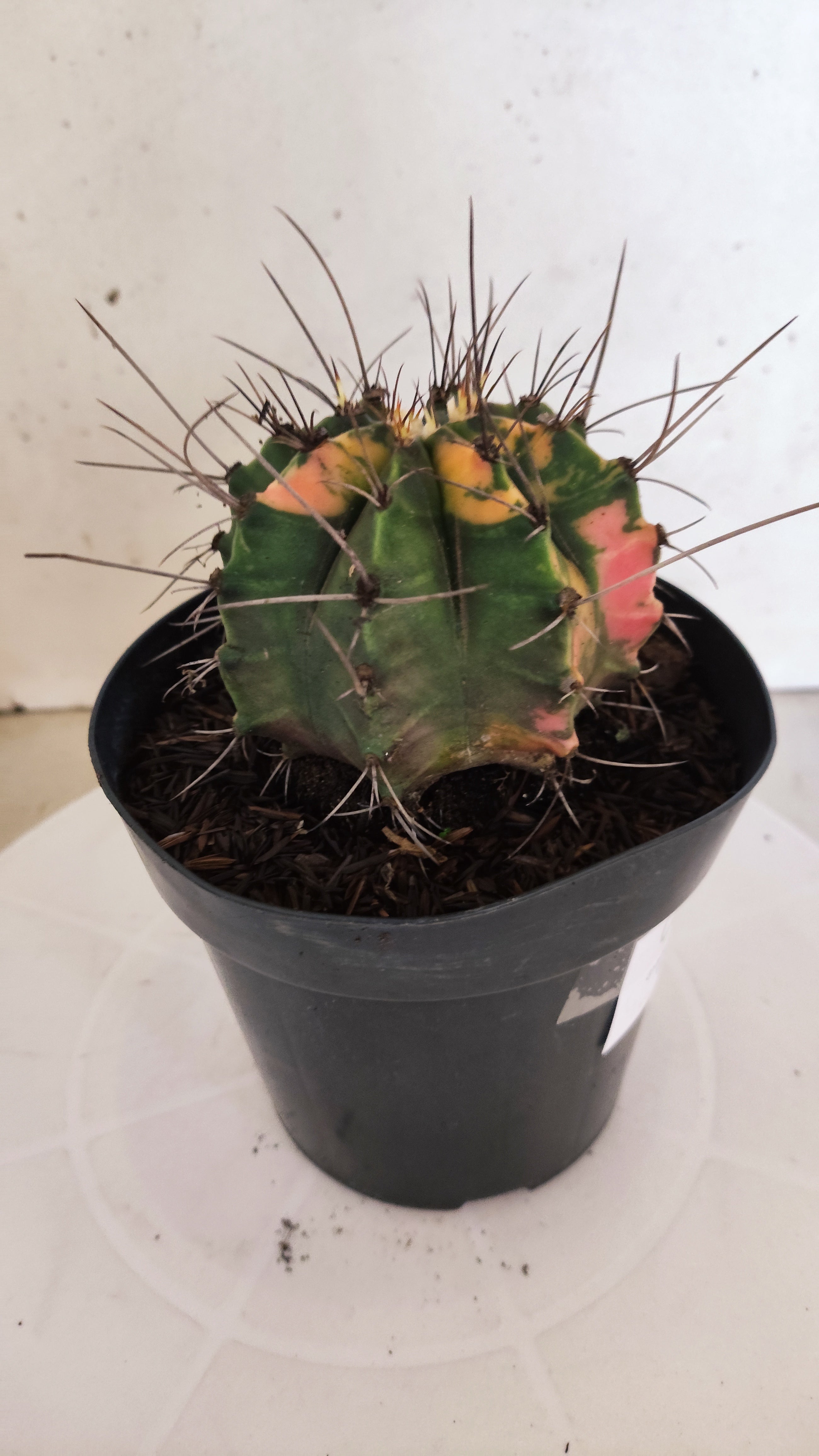 GYMNOCALYCIUM Mihanovichii "Variegata" Nº 153 – vaso 15