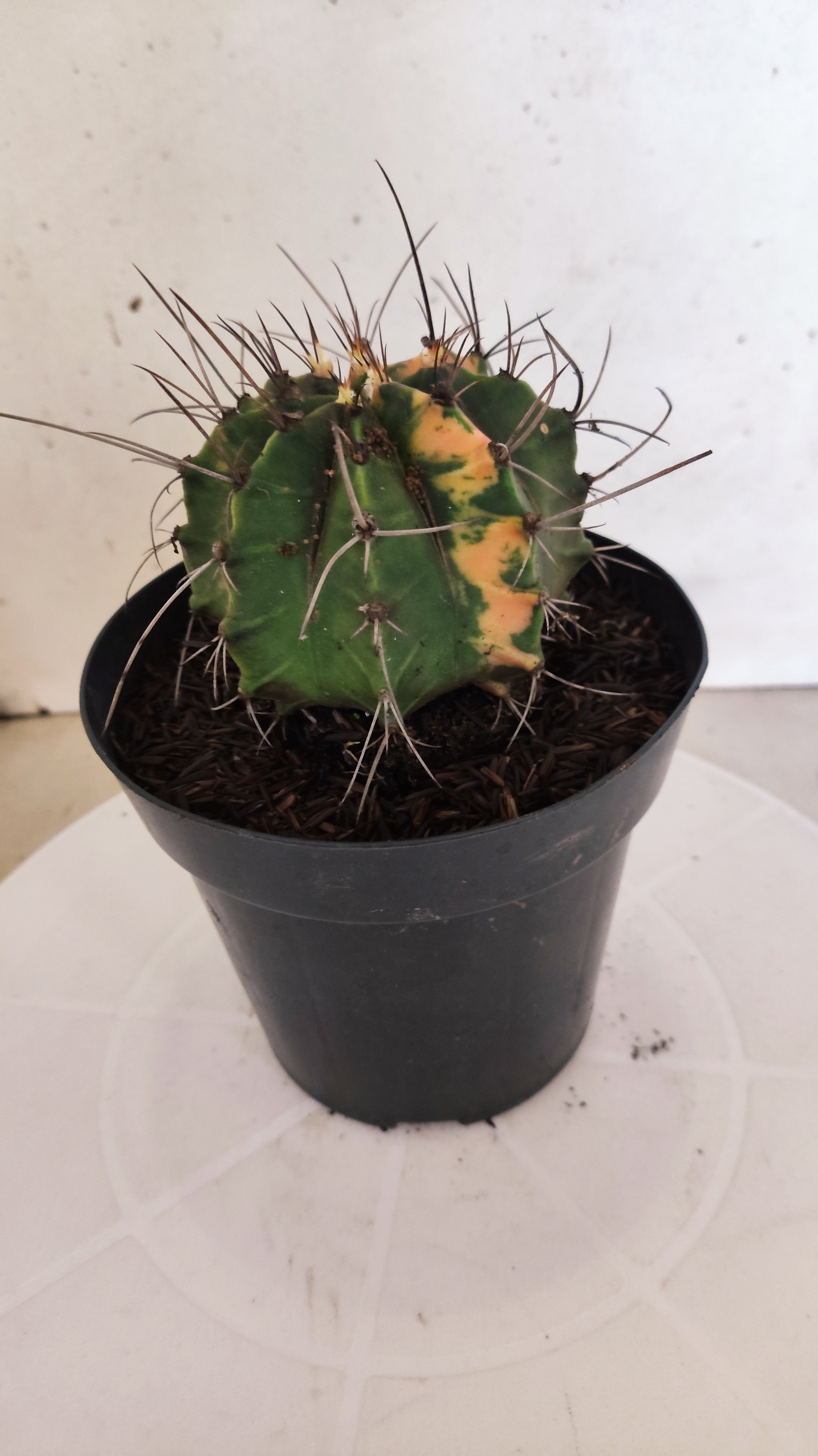 GYMNOCALYCIUM Mihanovichii "Variegata" Nº 153 – vaso 15