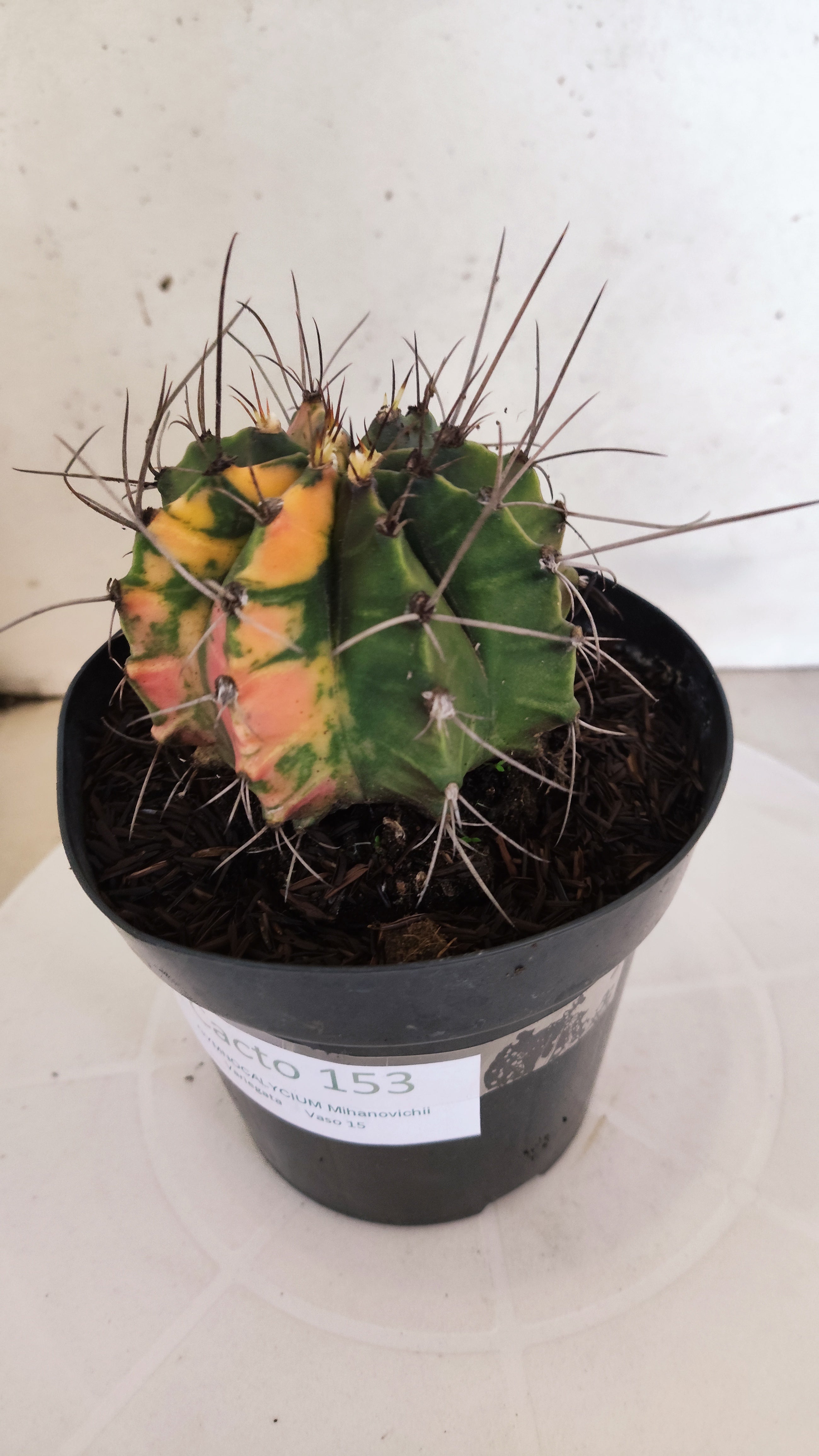 GYMNOCALYCIUM Mihanovichii "Variegata" Nº 153 – vaso 15