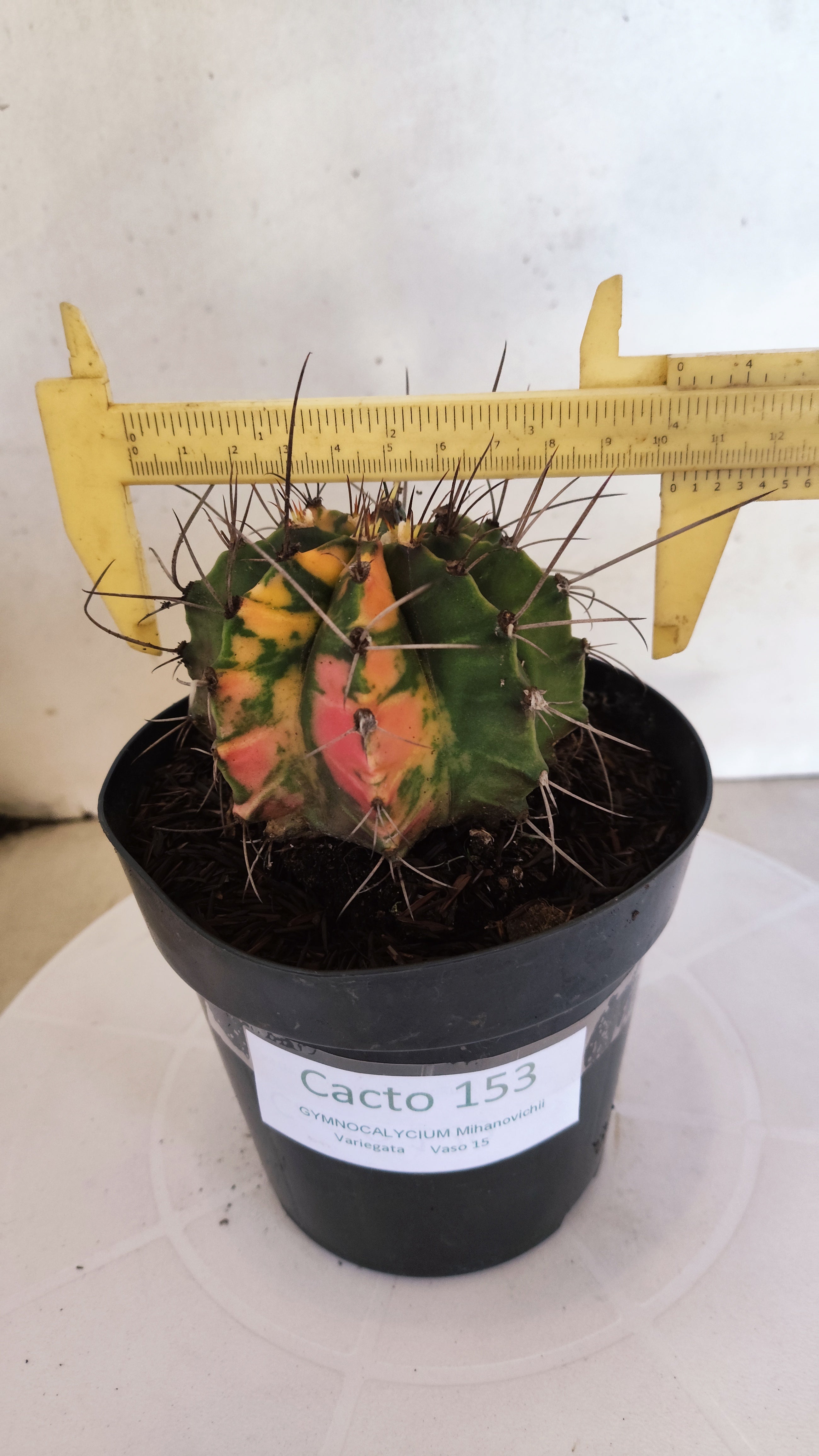 GYMNOCALYCIUM Mihanovichii "Variegata" Nº 153 – vaso 15