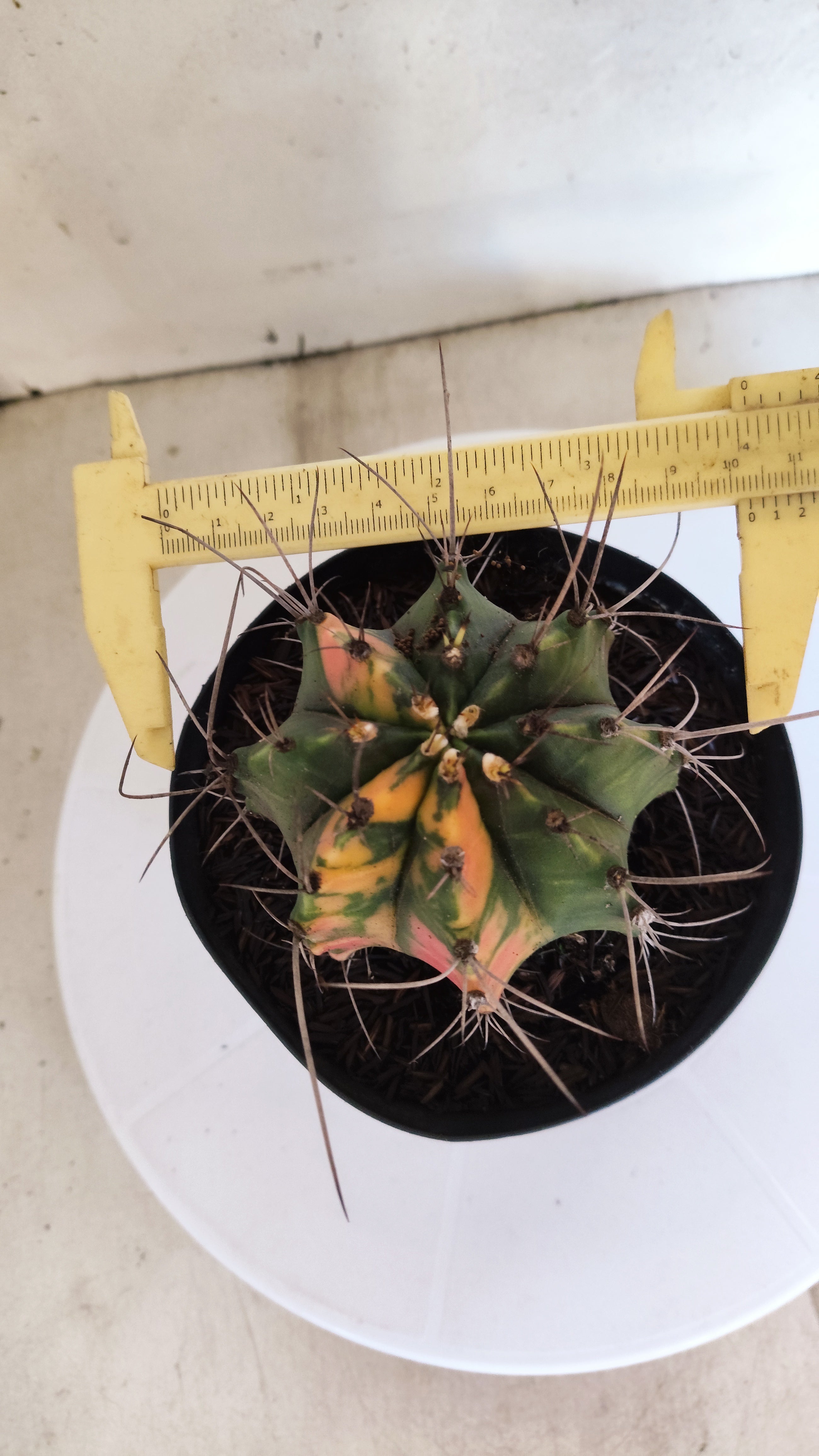 GYMNOCALYCIUM Mihanovichii "Variegata" Nº 153 – vaso 15