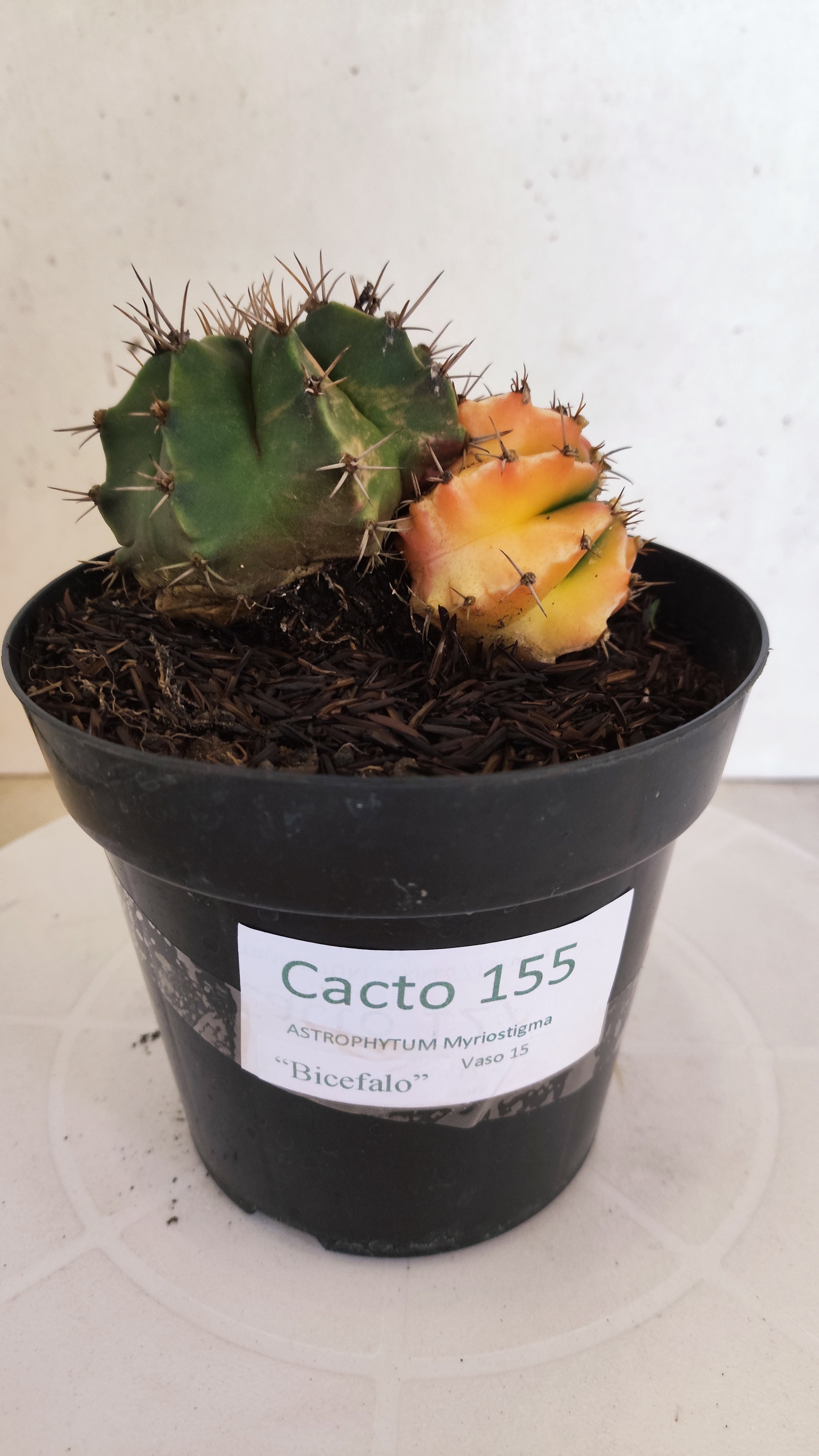 GYMNOCALYCIUM Mihanovichii "Variegata - Bucéfalo" Nº 155 – vaso 15