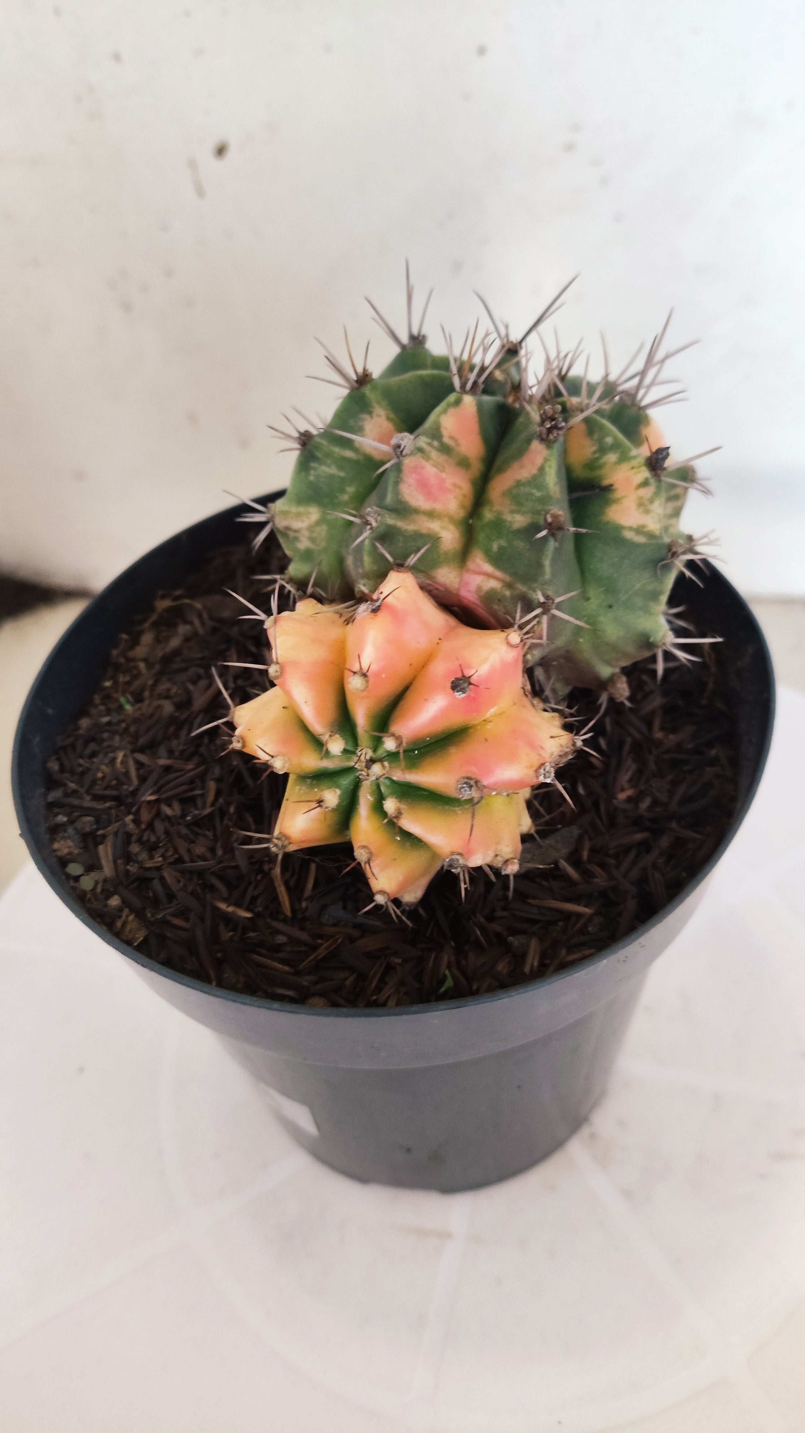 GYMNOCALYCIUM Mihanovichii "Variegata - Bucéfalo" Nº 155 – vaso 15