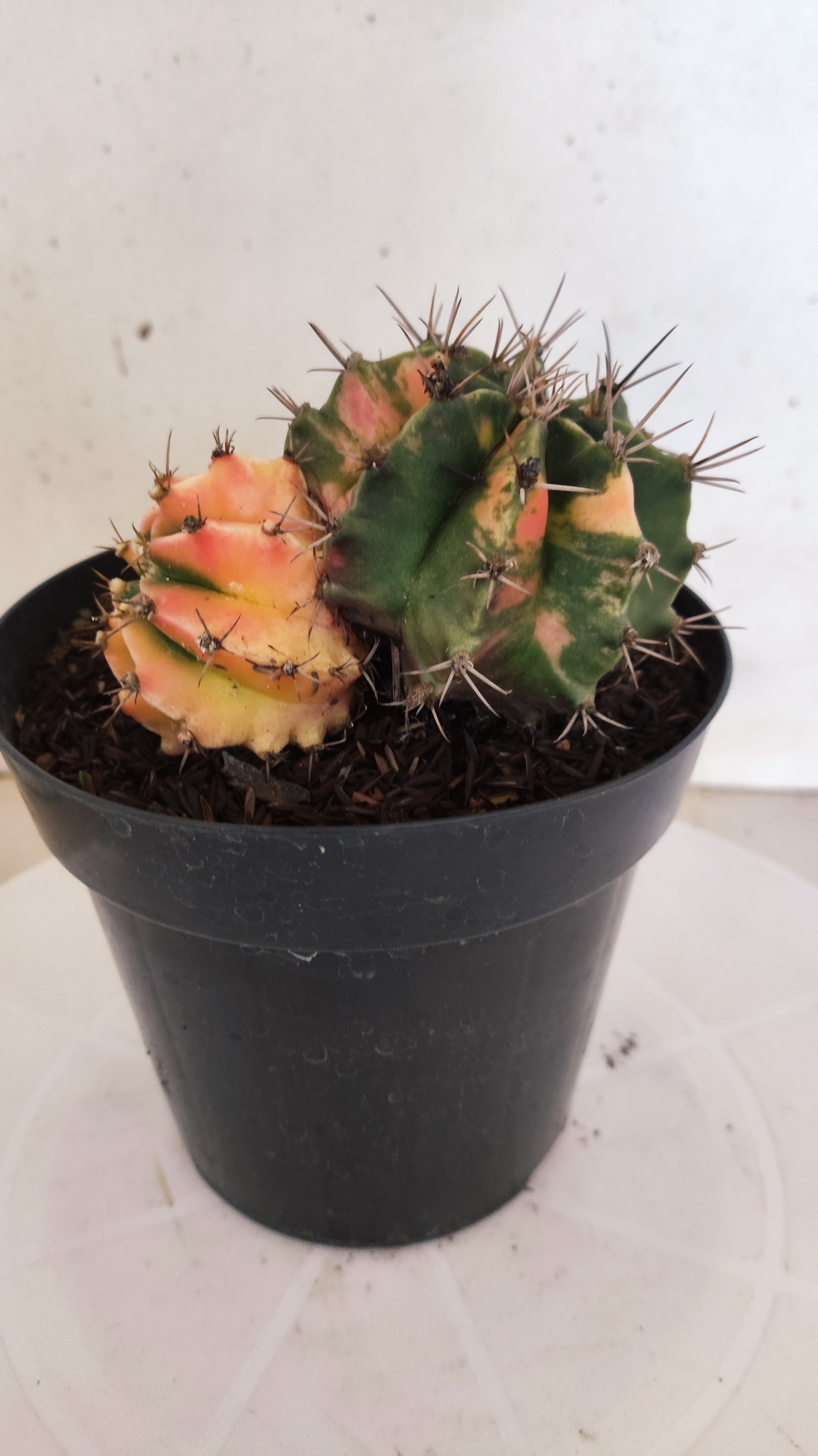 GYMNOCALYCIUM Mihanovichii "Variegata - Bucéfalo" Nº 155 – vaso 15