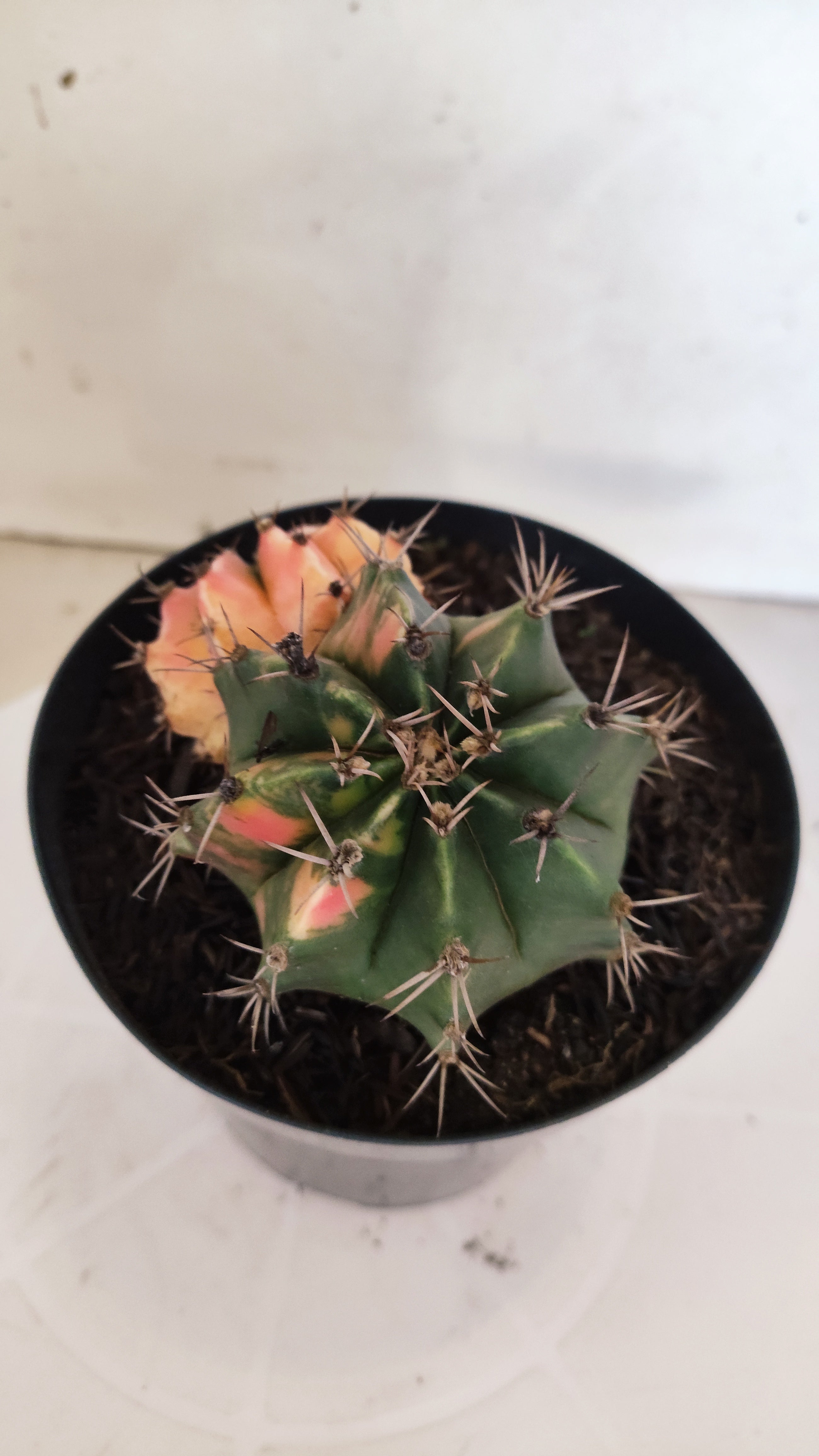 GYMNOCALYCIUM Mihanovichii "Variegata - Bucéfalo" Nº 155 – vaso 15