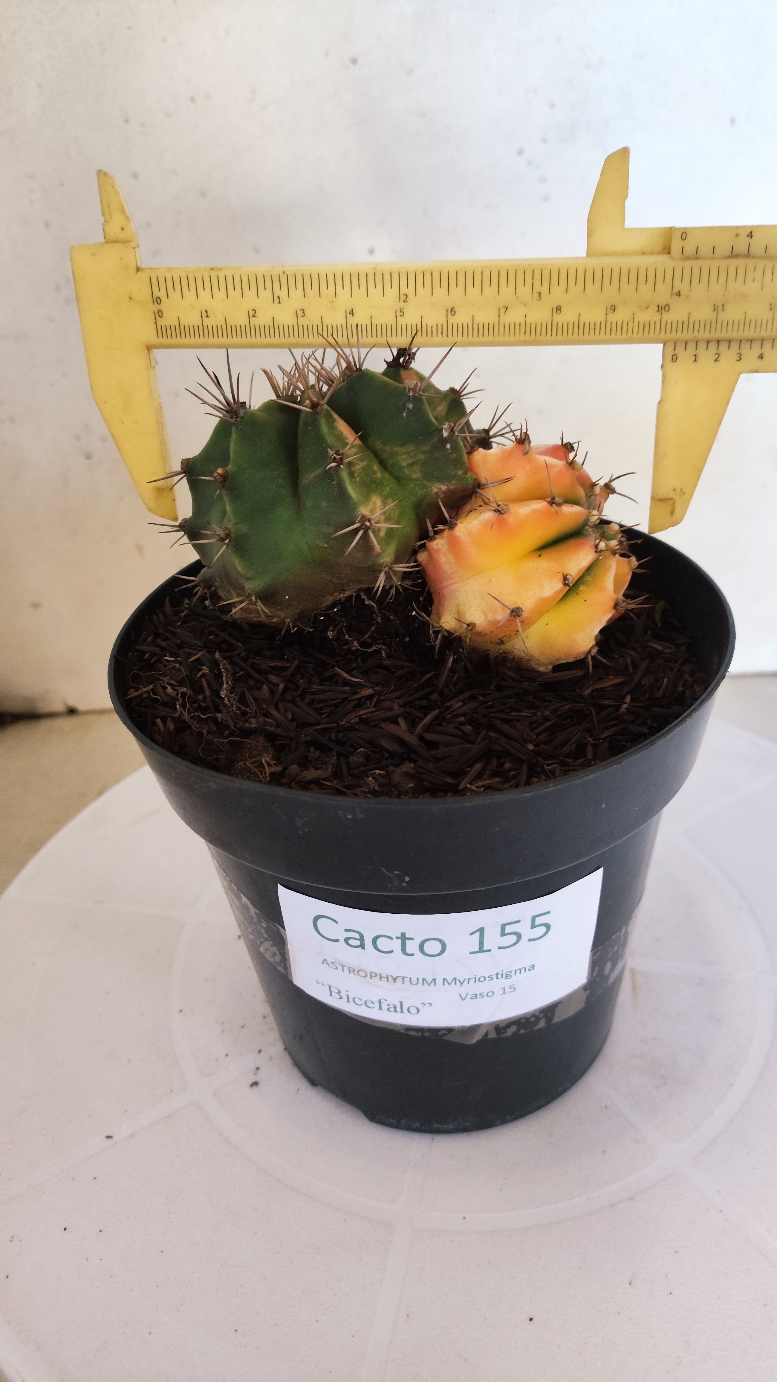 GYMNOCALYCIUM Mihanovichii "Variegata - Bucéfalo" Nº 155 – vaso 15