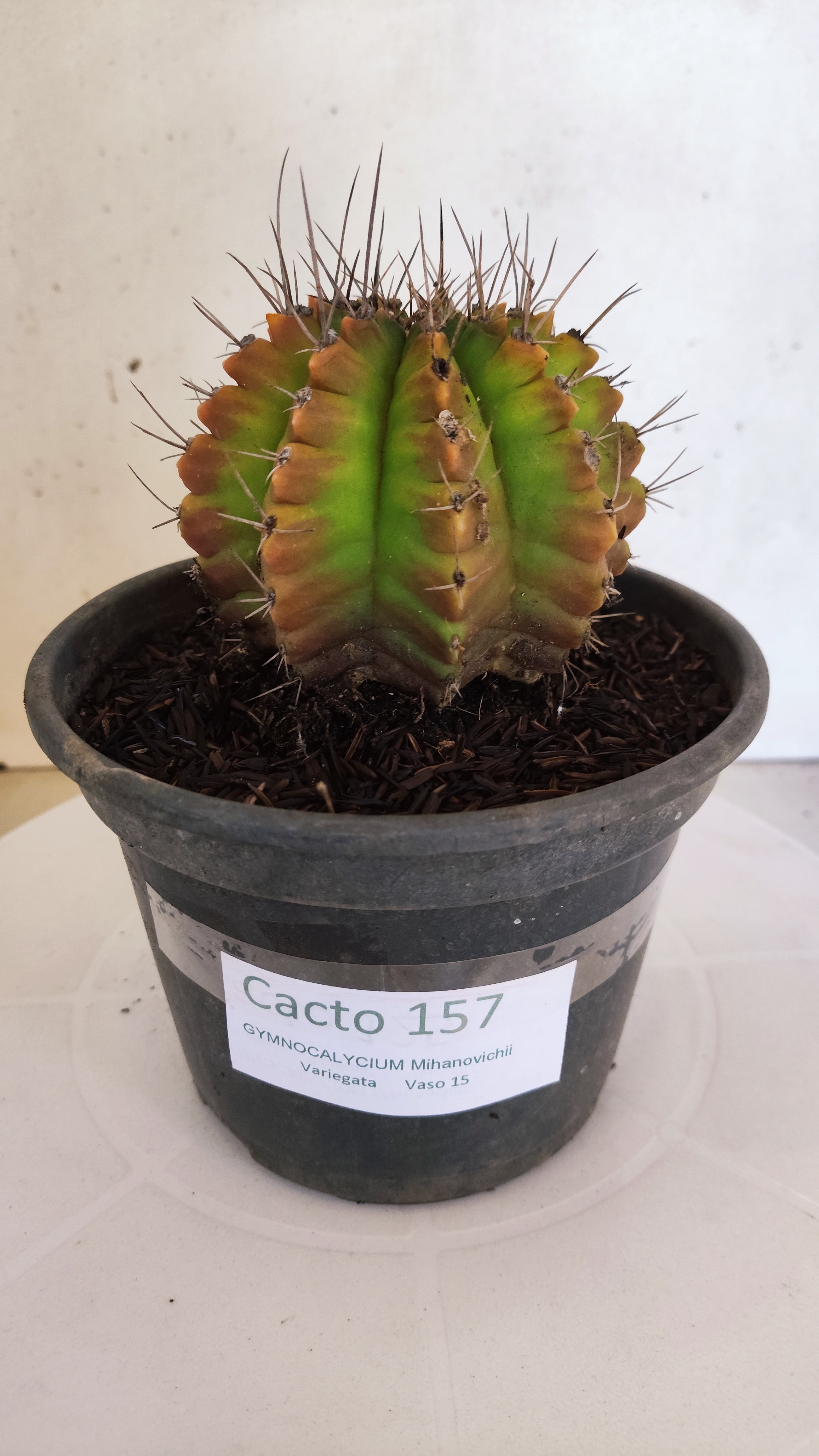 GYMNOCALYCIUM Mihanovichii "Variegata" Nº 157 – vaso 15