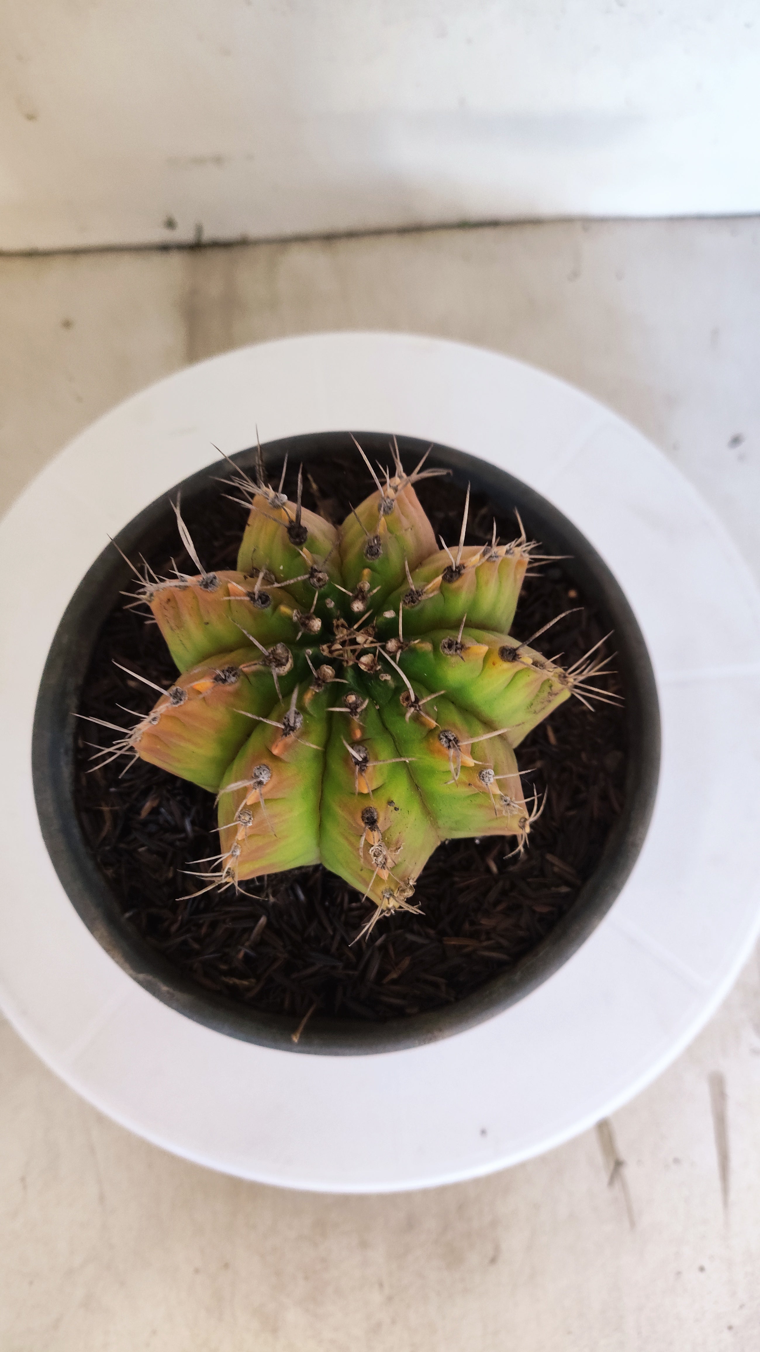 GYMNOCALYCIUM Mihanovichii "Variegata" Nº 157 – vaso 15