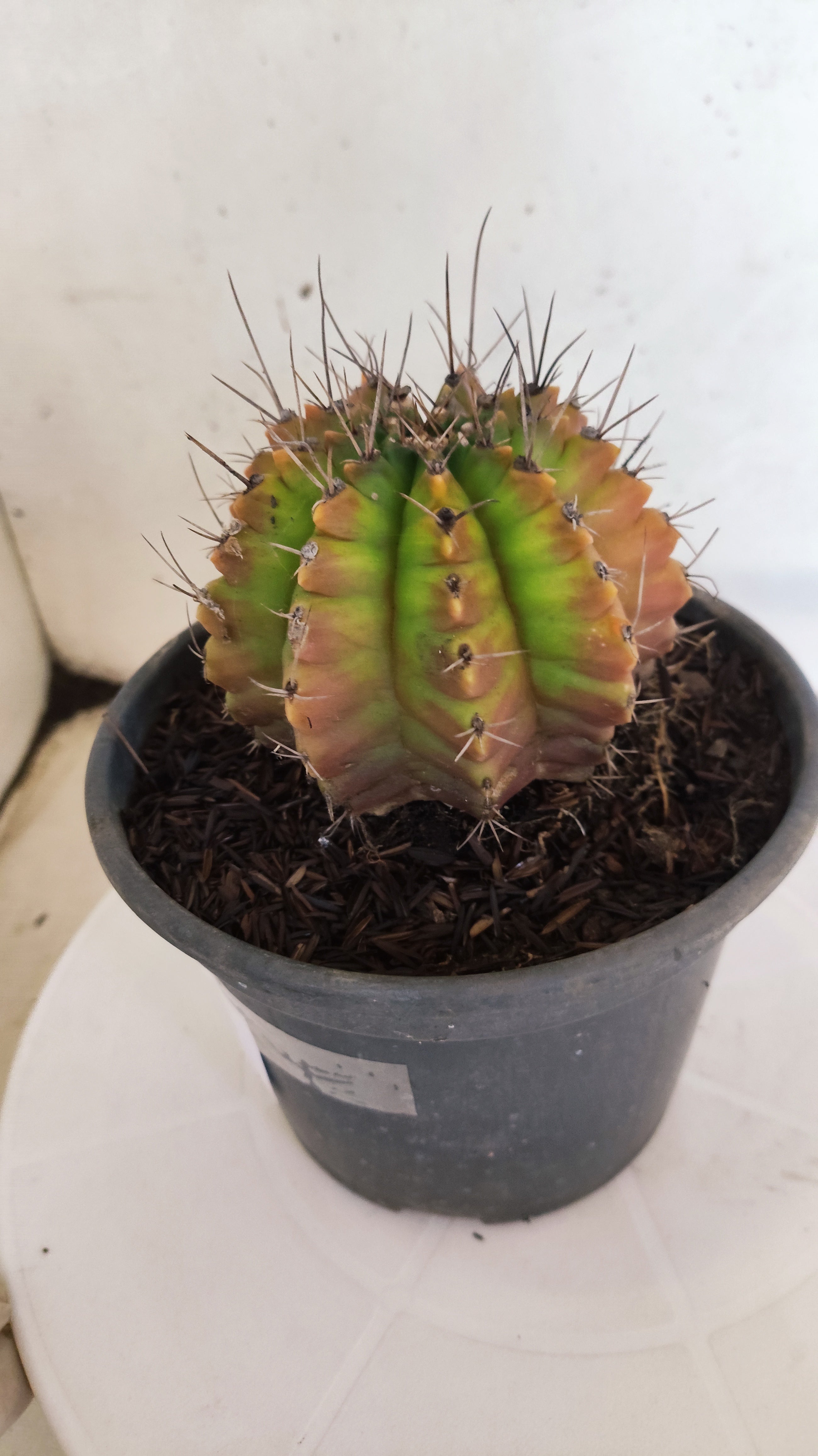 GYMNOCALYCIUM Mihanovichii "Variegata" Nº 157 – vaso 15
