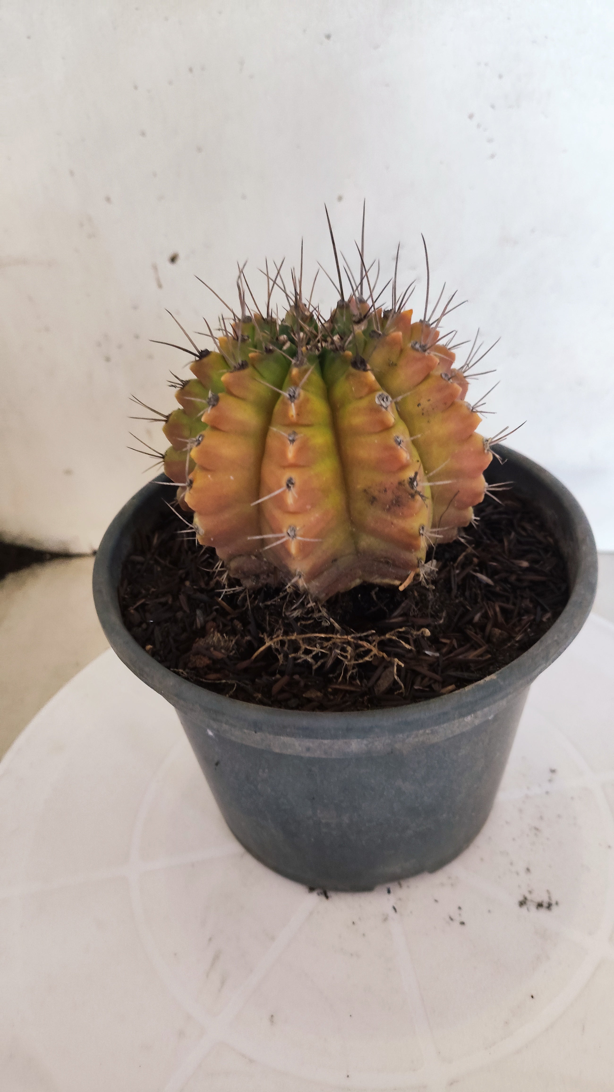 GYMNOCALYCIUM Mihanovichii "Variegata" Nº 157 – vaso 15