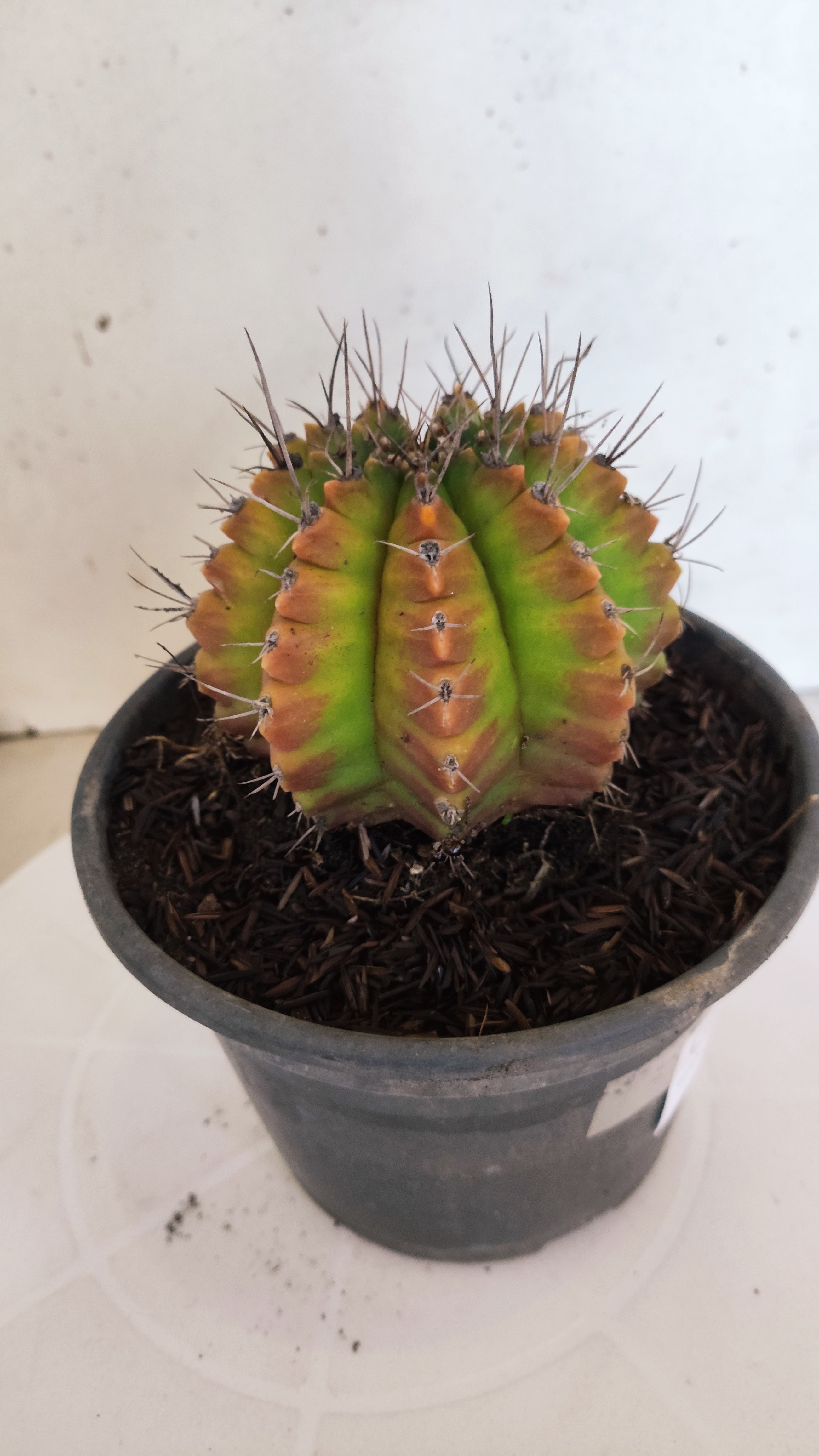 GYMNOCALYCIUM Mihanovichii "Variegata" Nº 157 – vaso 15