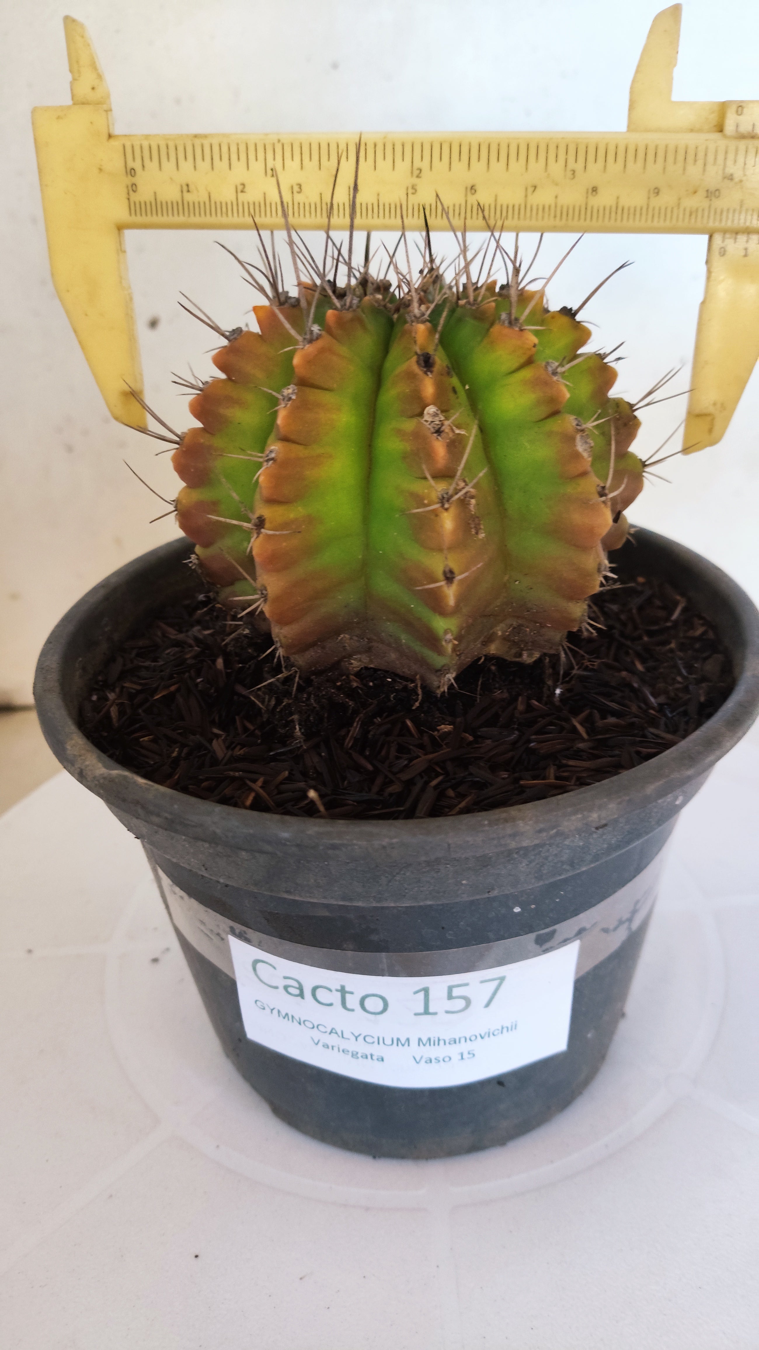GYMNOCALYCIUM Mihanovichii "Variegata" Nº 157 – vaso 15