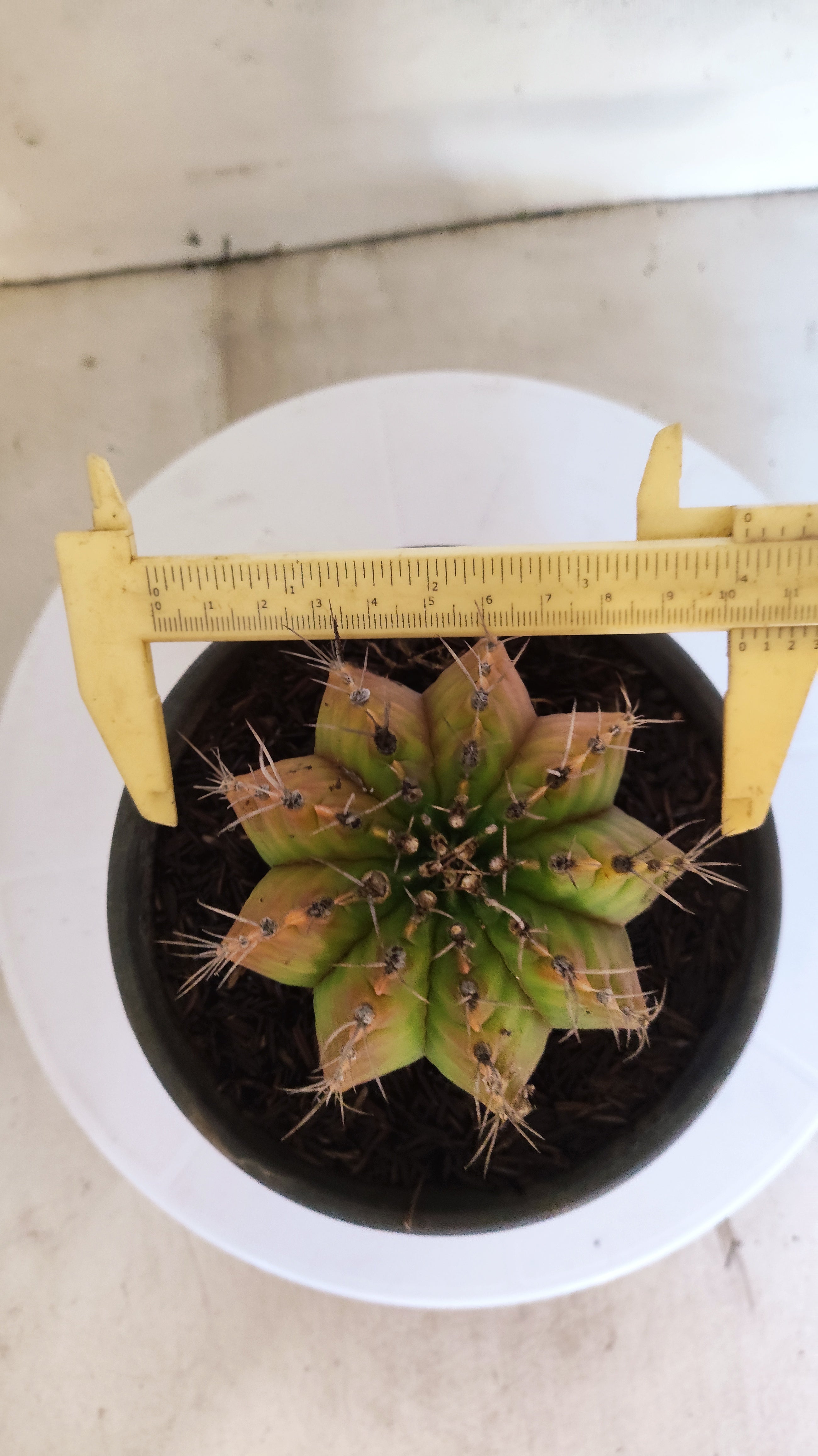GYMNOCALYCIUM Mihanovichii "Variegata" Nº 157 – vaso 15