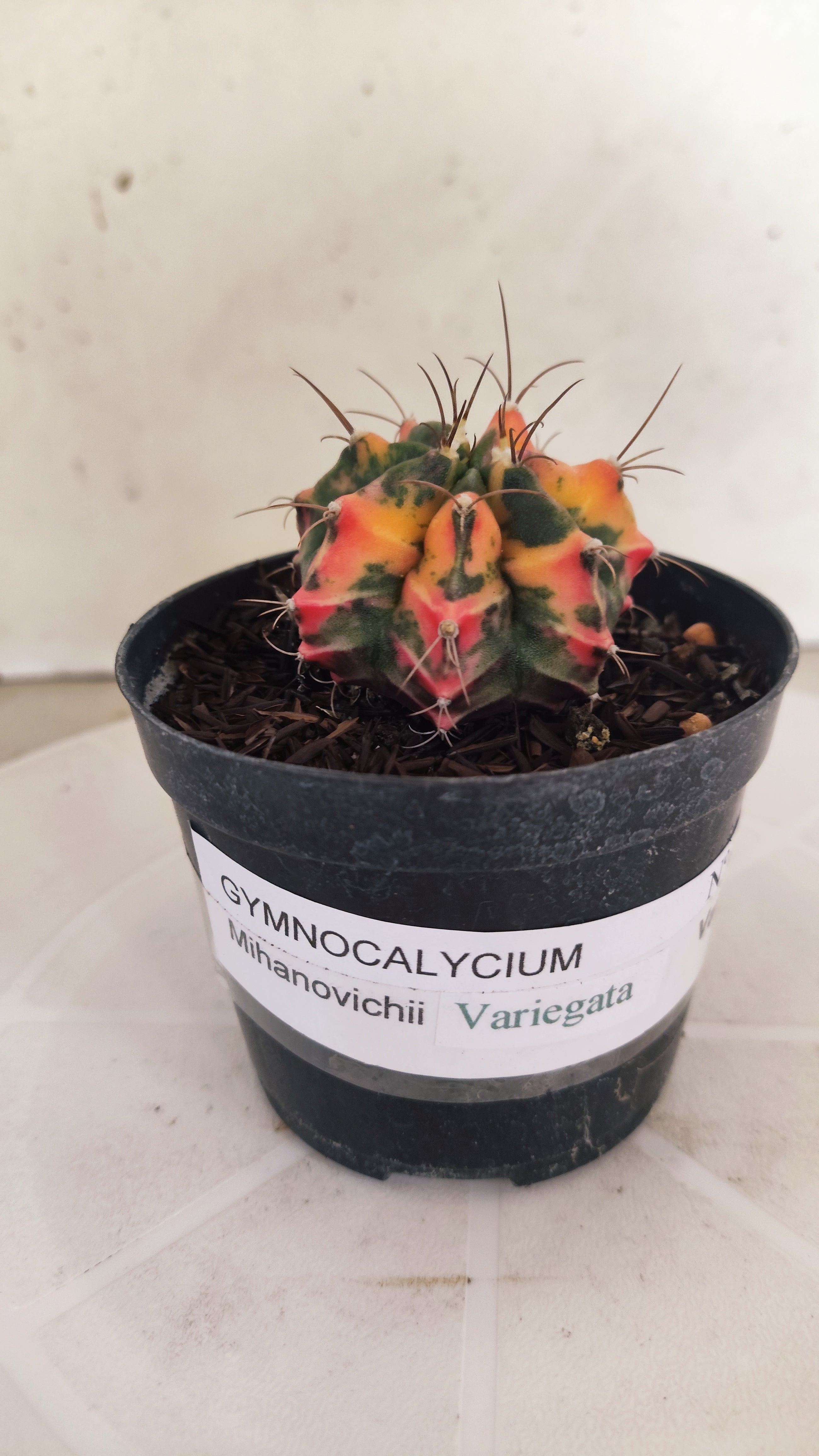 GYMNOCALYCIUM Mihanovichii "Variegata" Nº 663 – vaso 09