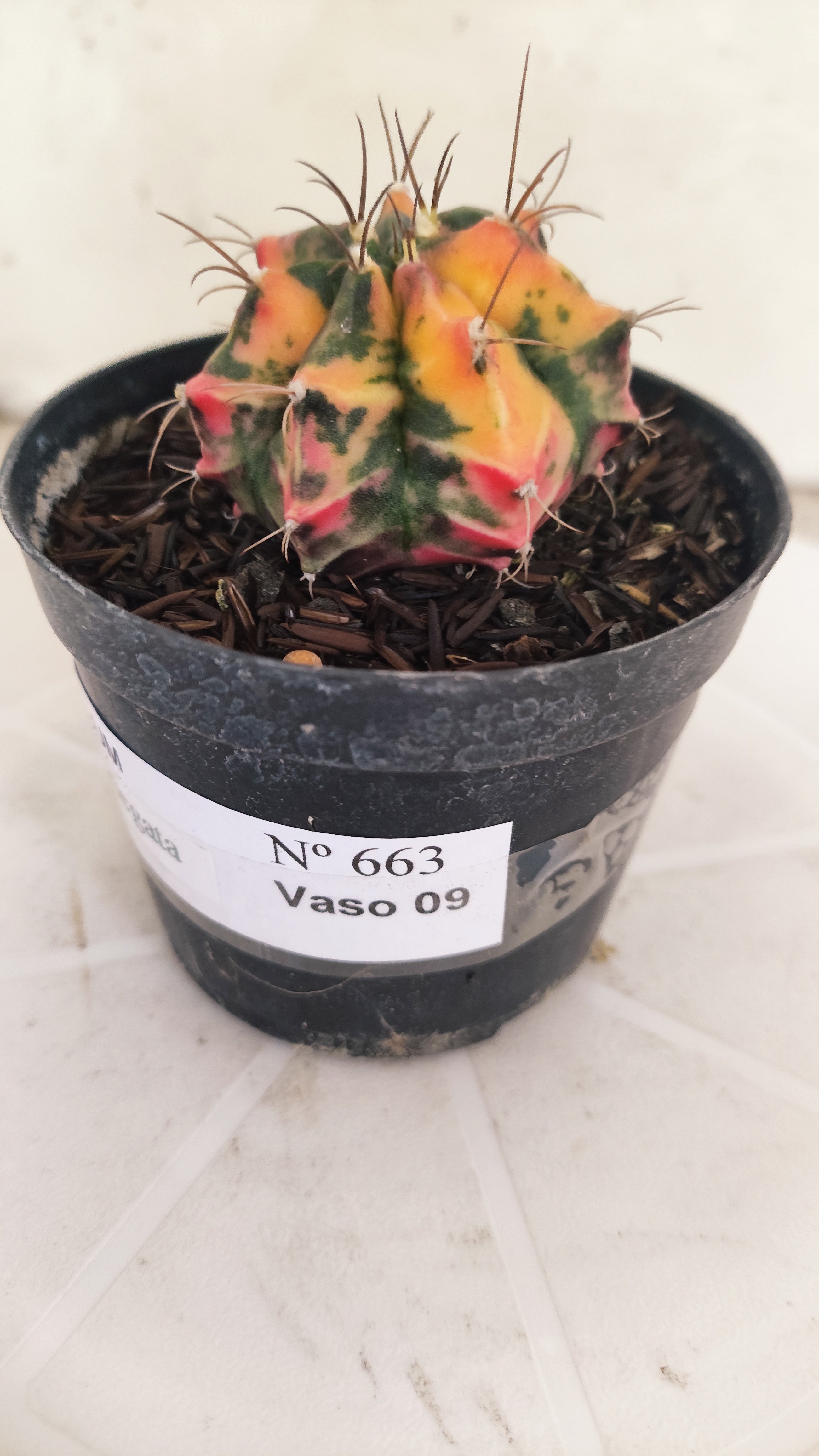 GYMNOCALYCIUM Mihanovichii "Variegata" Nº 663 – vaso 09