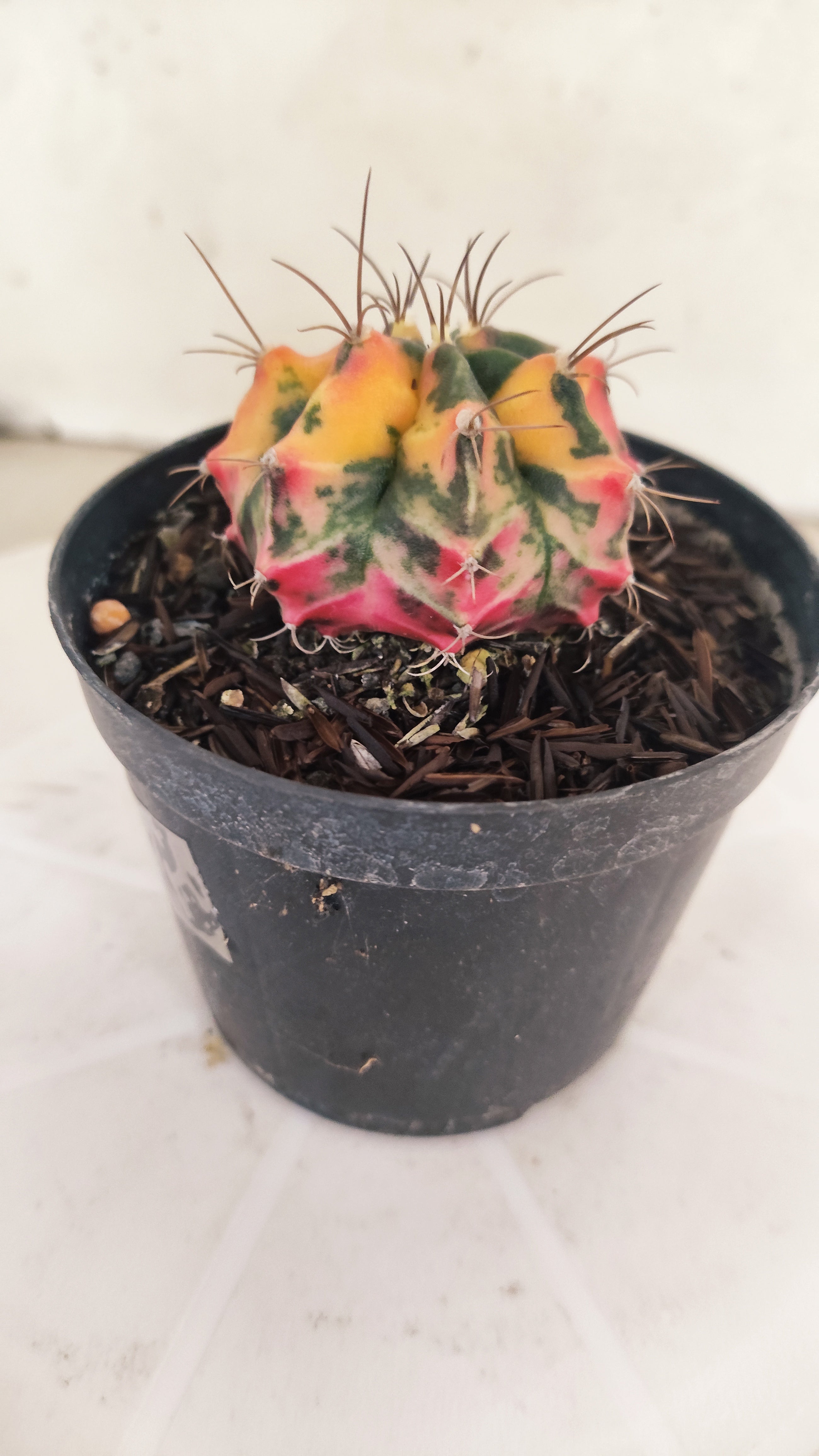 GYMNOCALYCIUM Mihanovichii "Variegata" Nº 663 – vaso 09