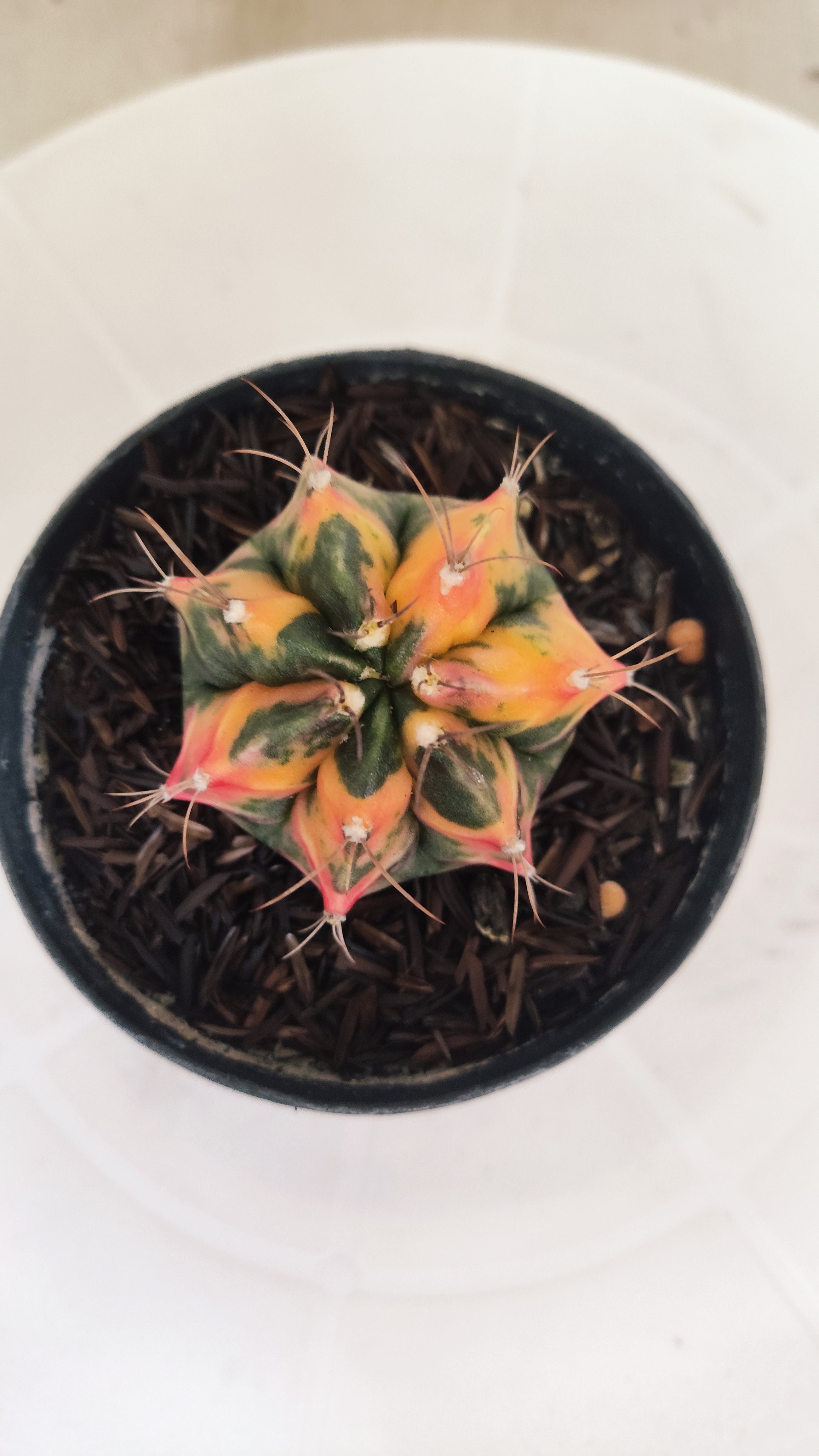 GYMNOCALYCIUM Mihanovichii "Variegata" Nº 663 – vaso 09