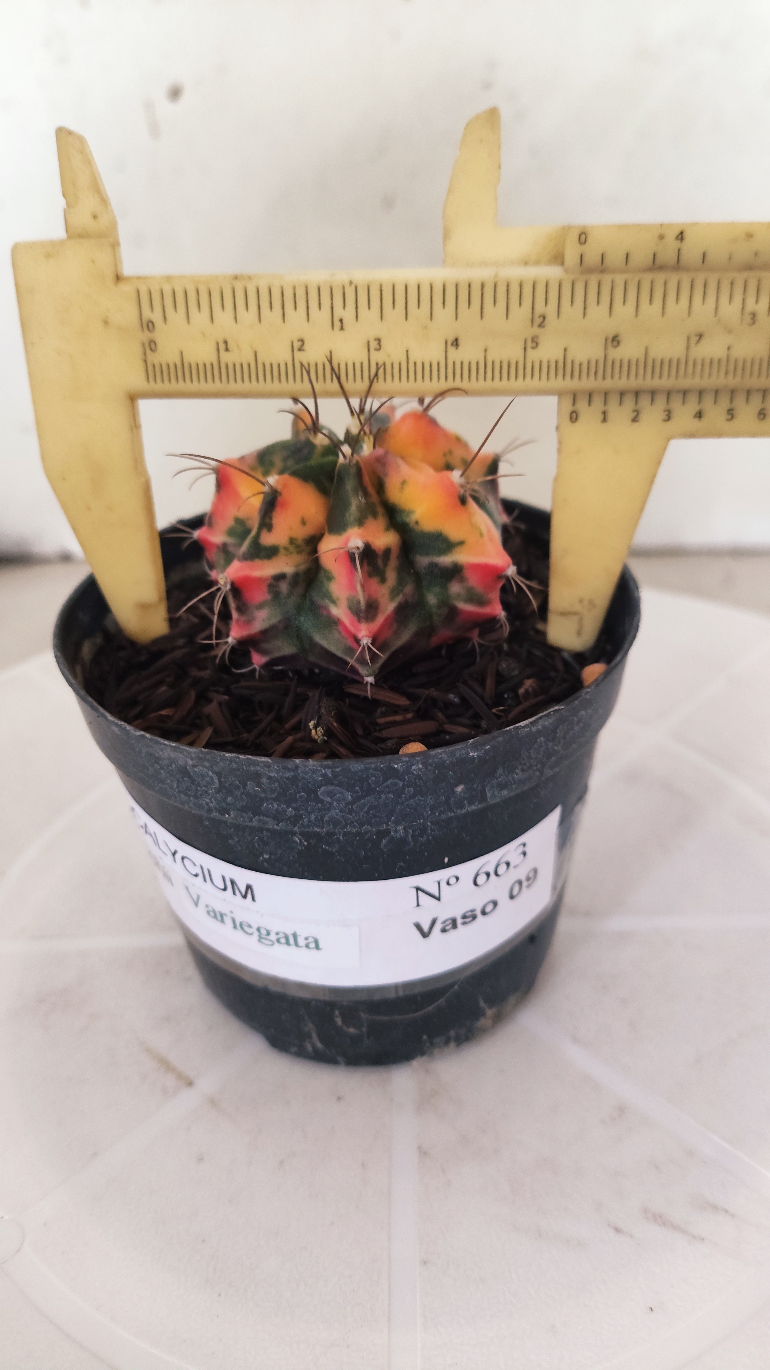 GYMNOCALYCIUM Mihanovichii "Variegata" Nº 663 – vaso 09