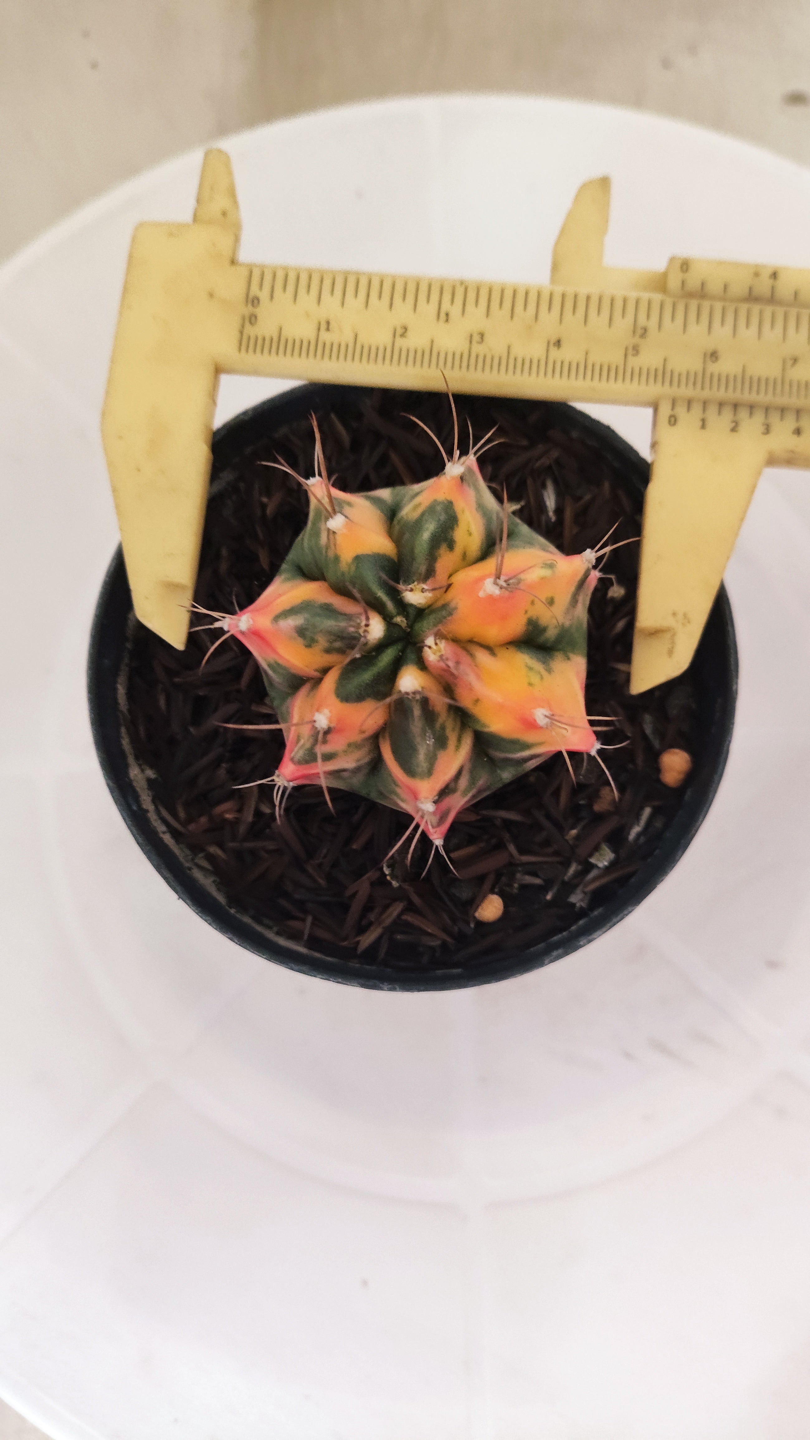 GYMNOCALYCIUM Mihanovichii "Variegata" Nº 663 – vaso 09