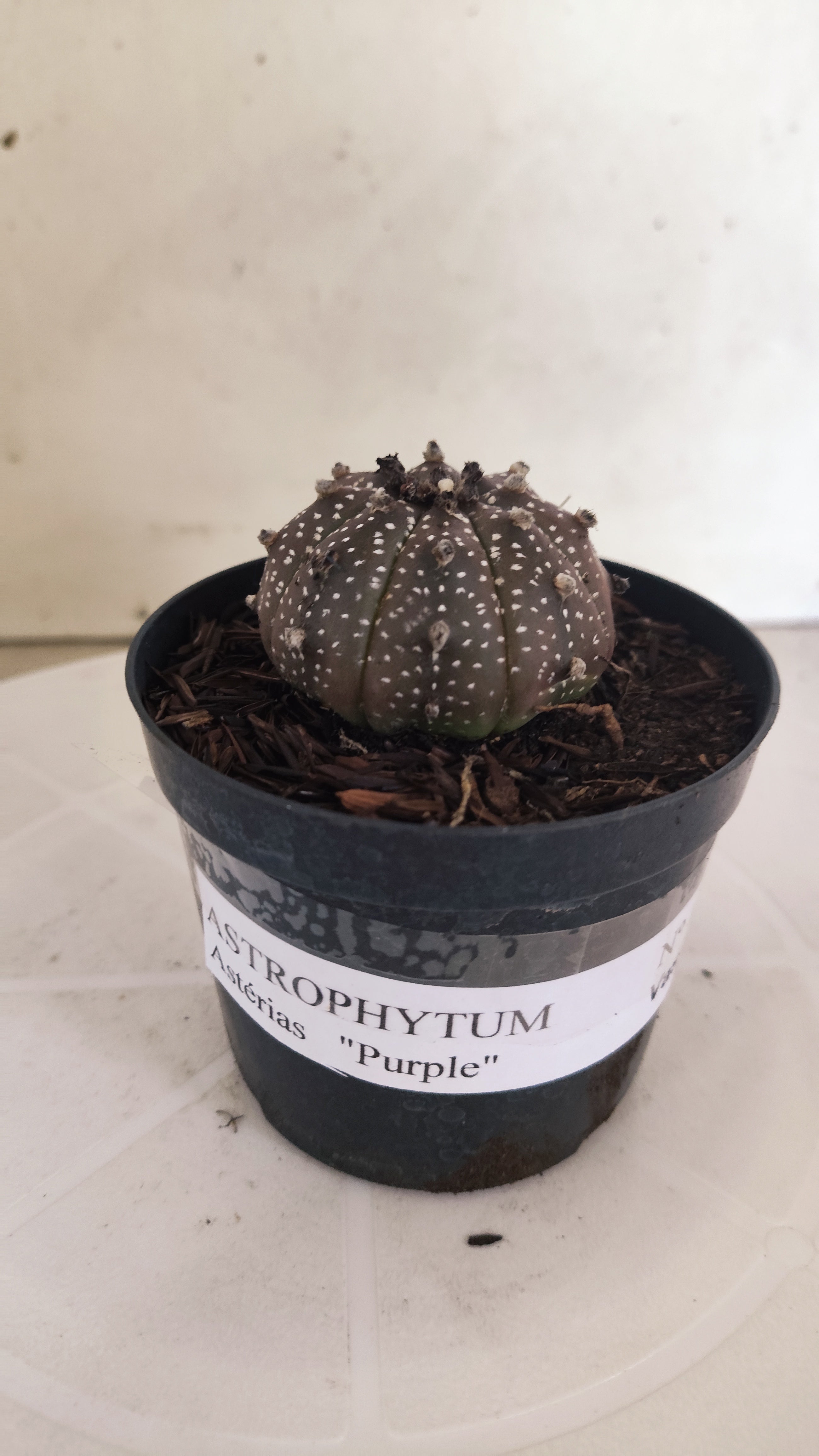 ASTROPHYTUM ASTERIAS “Purple”  Nº 1193 – vaso 09