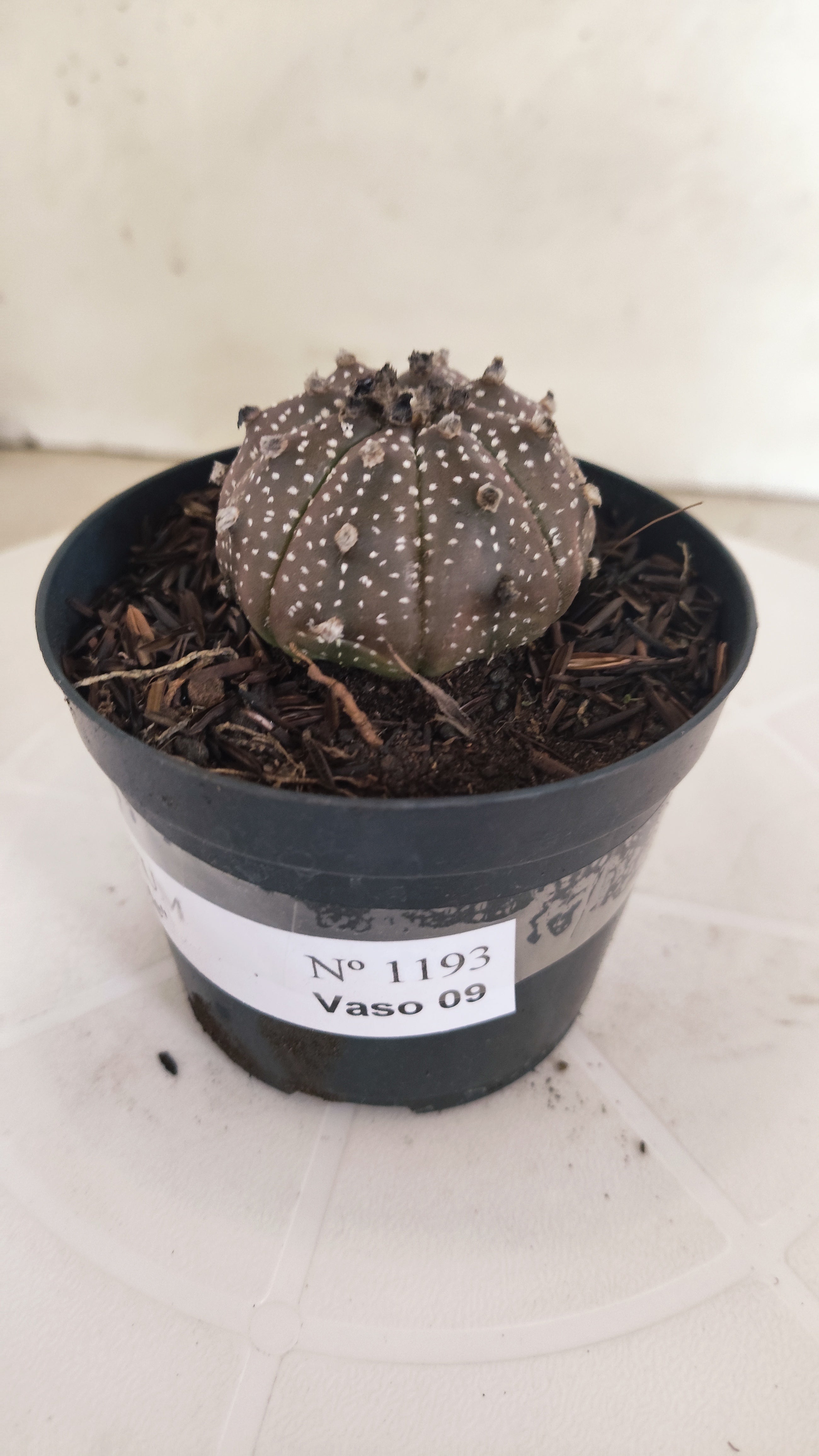 ASTROPHYTUM ASTERIAS “Purple”  Nº 1193 – vaso 09