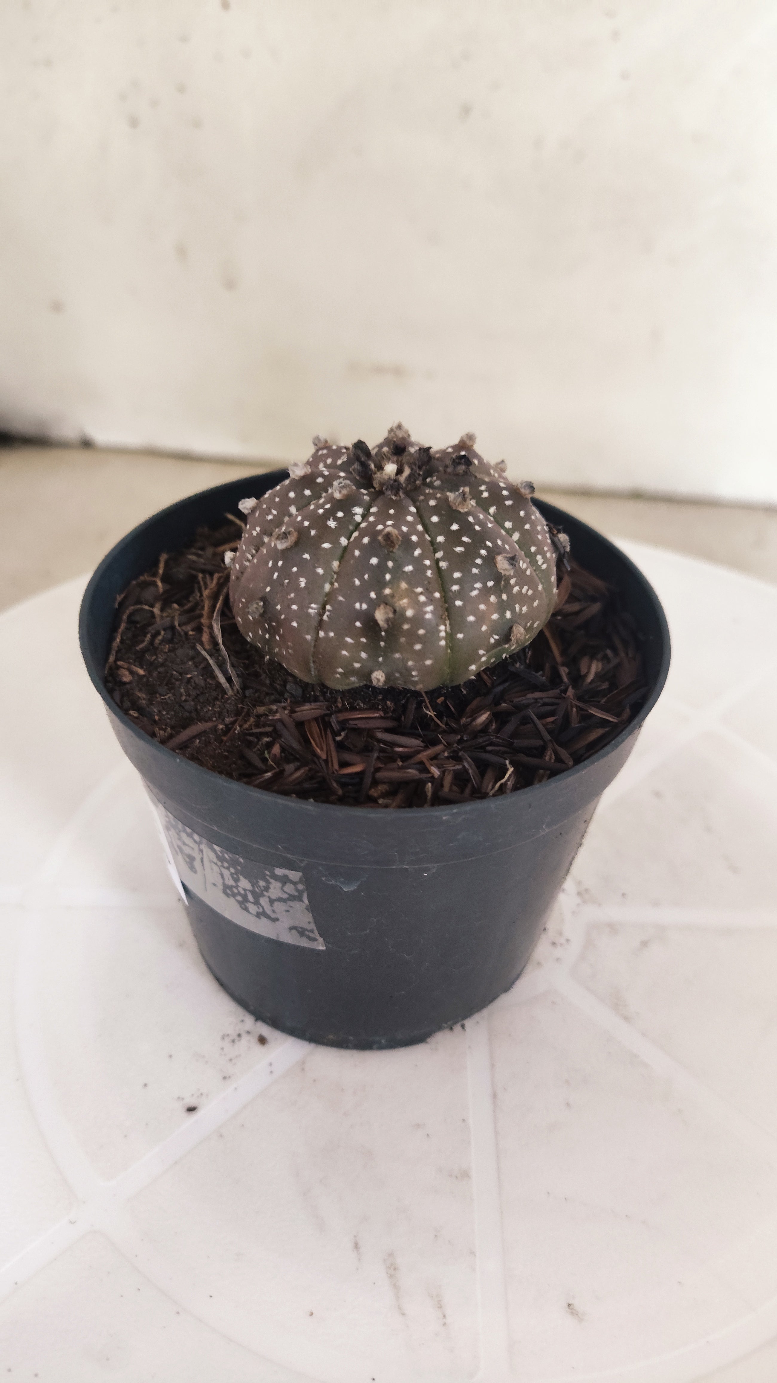 ASTROPHYTUM ASTERIAS “Purple”  Nº 1193 – vaso 09