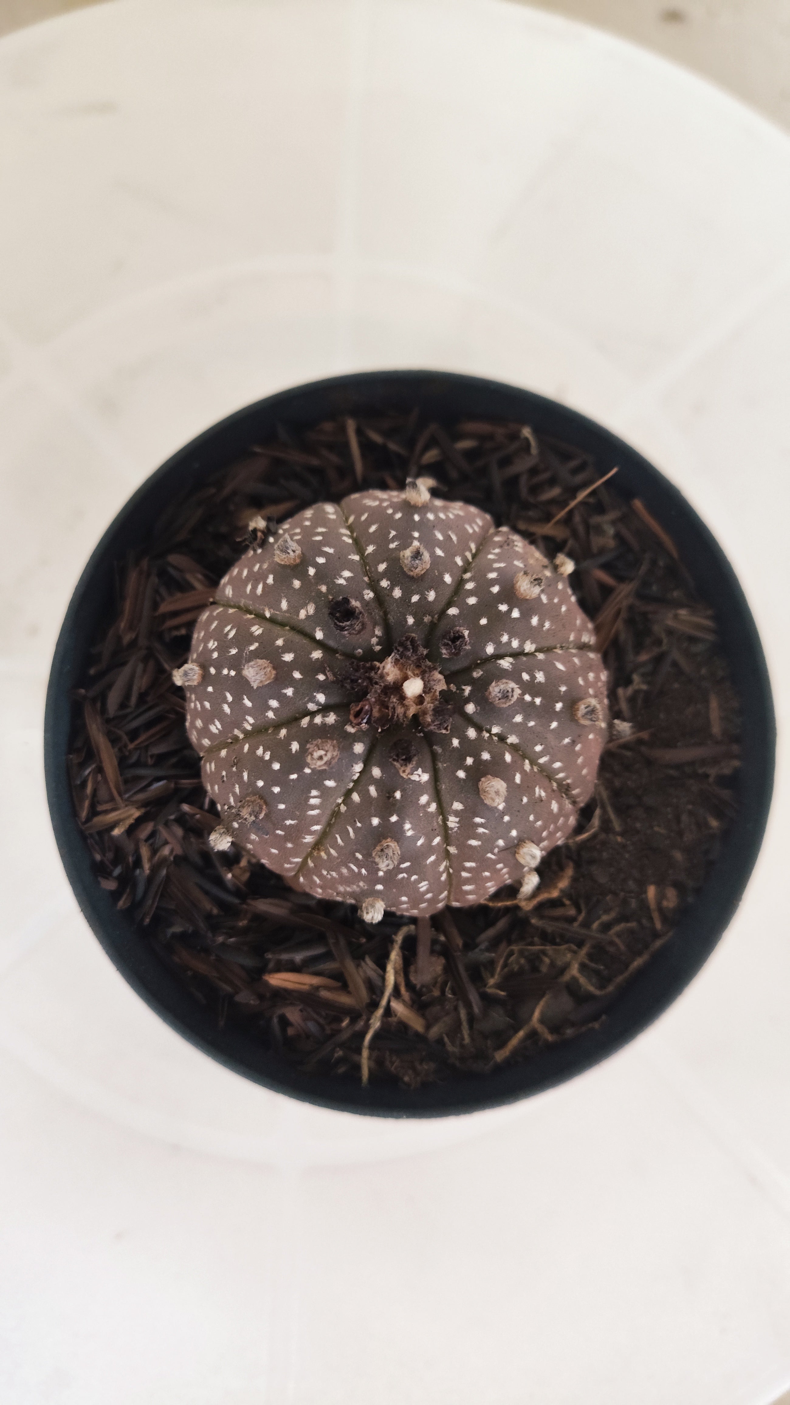 ASTROPHYTUM ASTERIAS “Purple”  Nº 1193 – vaso 09
