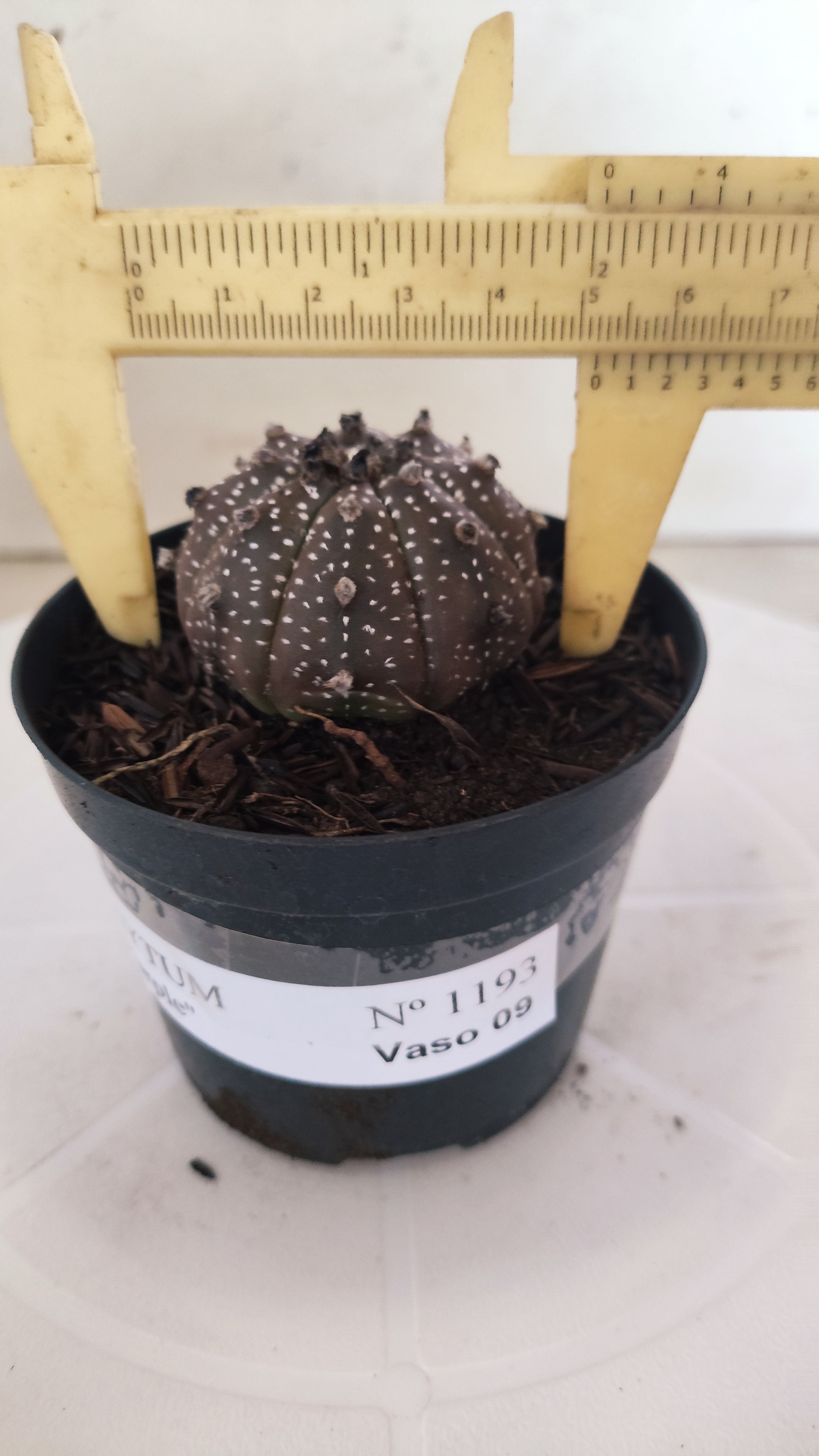 ASTROPHYTUM ASTERIAS “Purple”  Nº 1193 – vaso 09