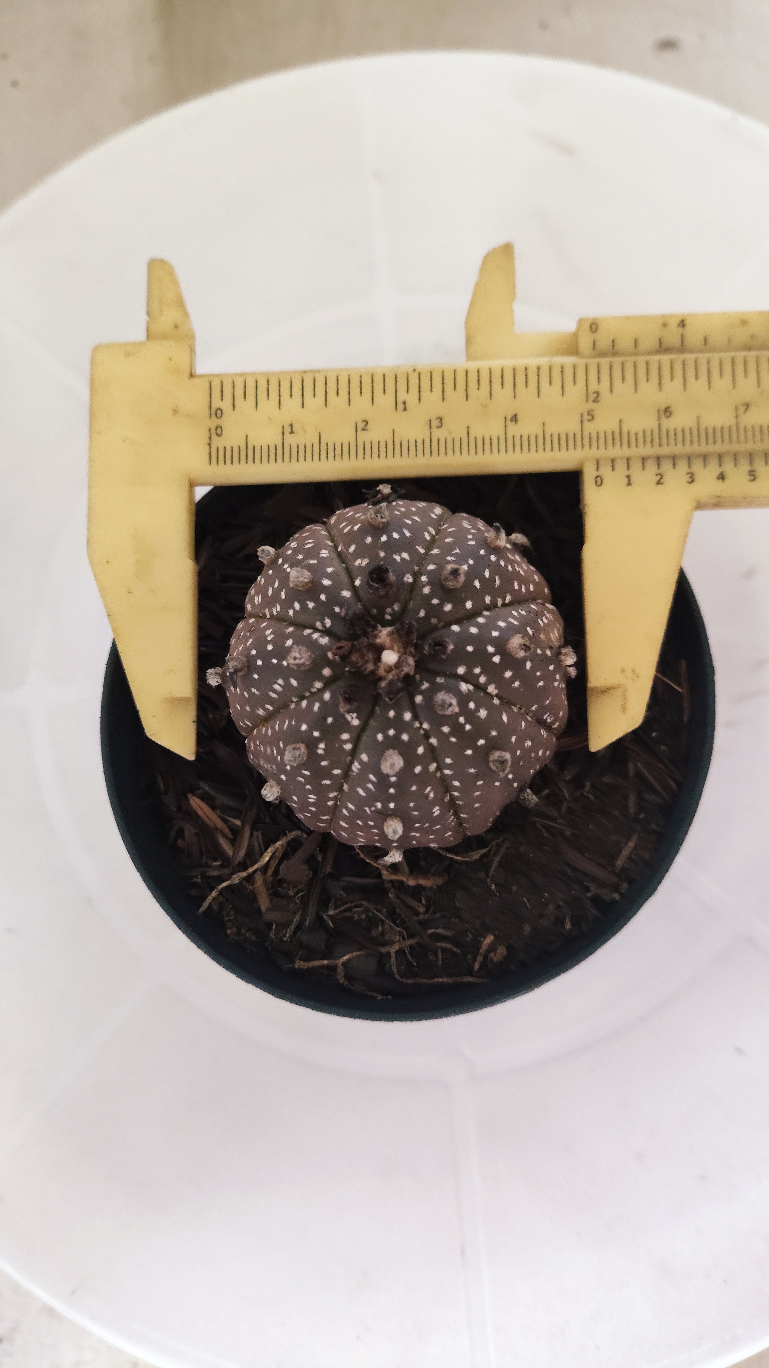 ASTROPHYTUM ASTERIAS “Purple”  Nº 1193 – vaso 09