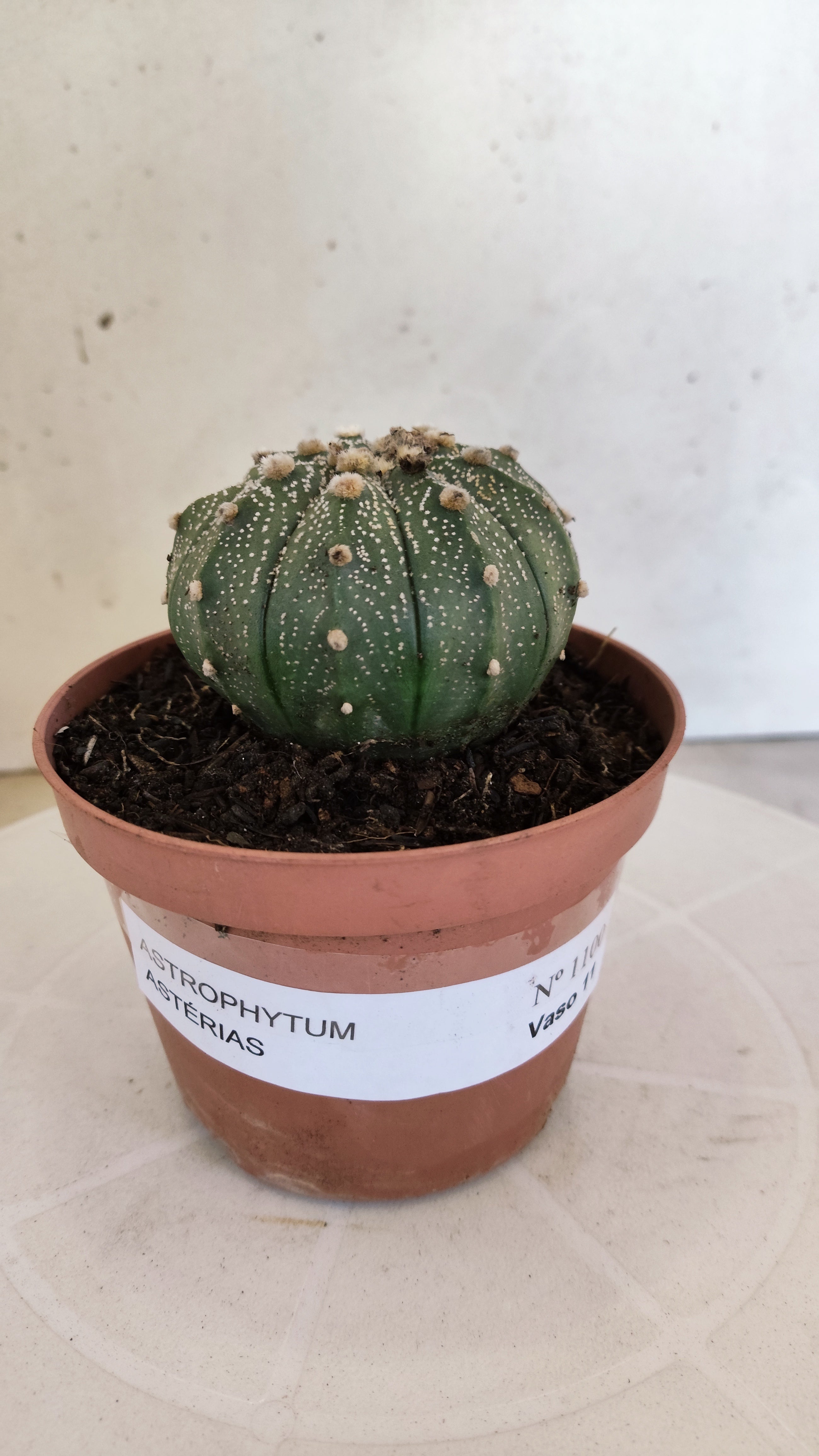 MATRIZ ASTROPHYTUM ASTÉRIAS  Nº 1100 – vaso 11
