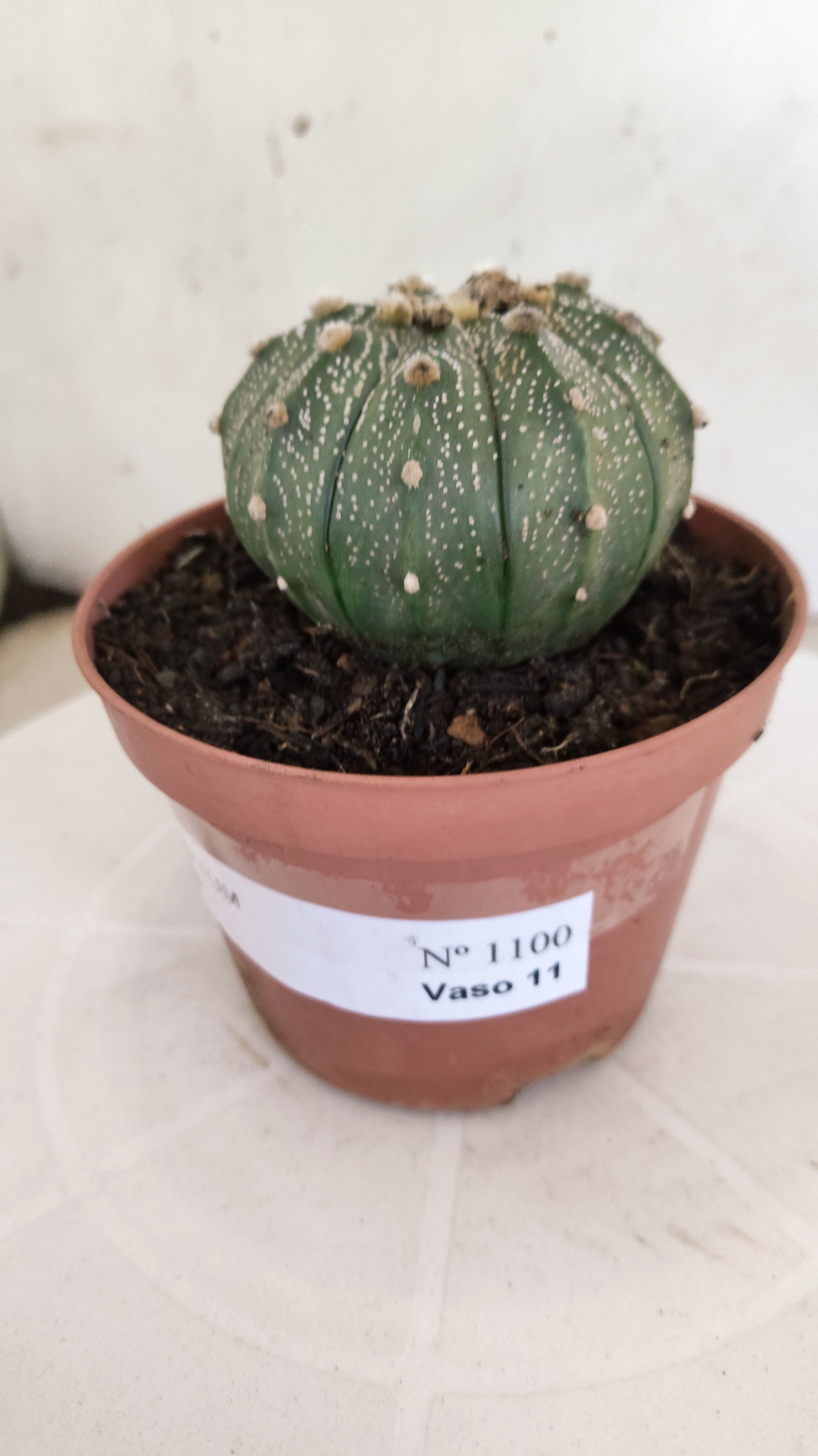 MATRIZ ASTROPHYTUM ASTÉRIAS  Nº 1100 – vaso 11