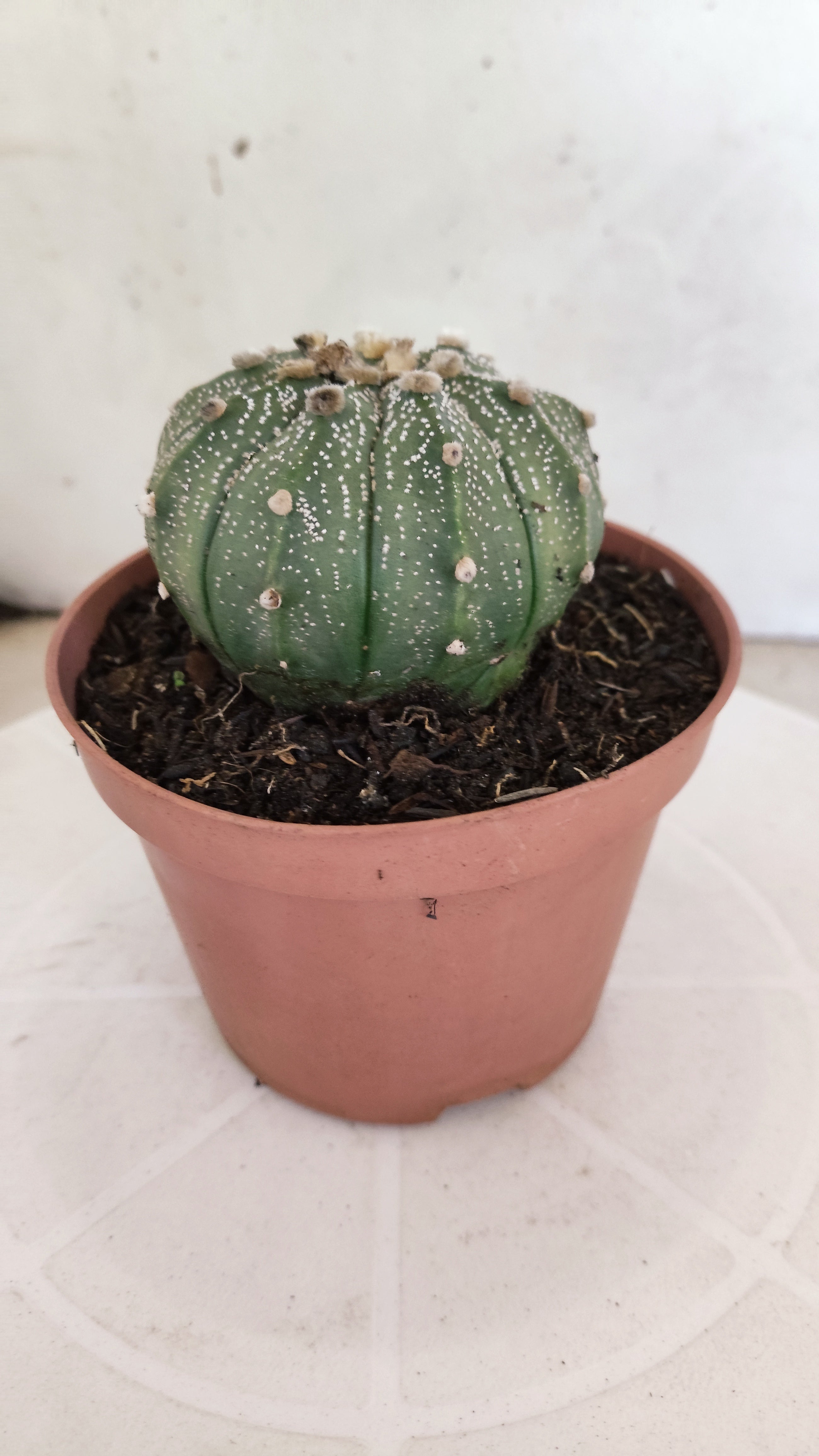 MATRIZ ASTROPHYTUM ASTÉRIAS  Nº 1100 – vaso 11
