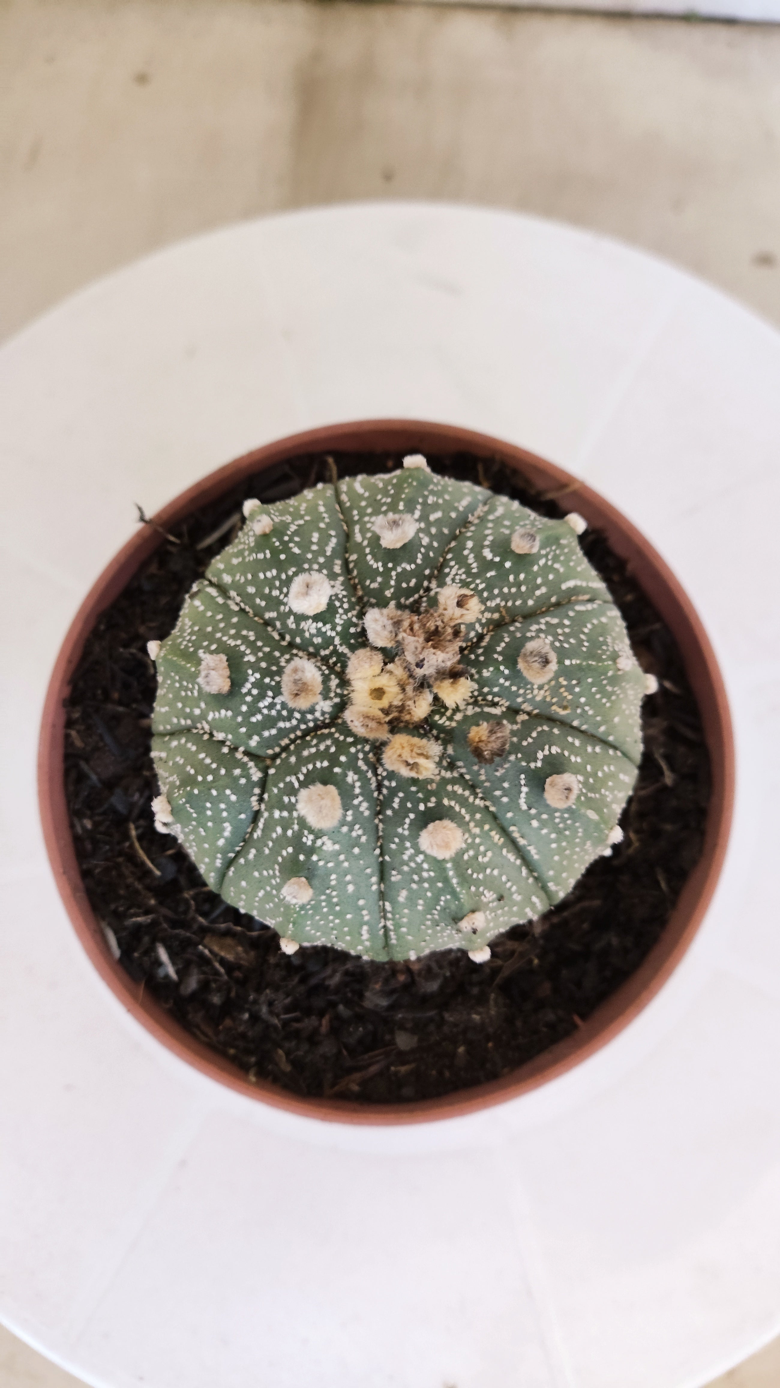 MATRIZ ASTROPHYTUM ASTÉRIAS  Nº 1100 – vaso 11