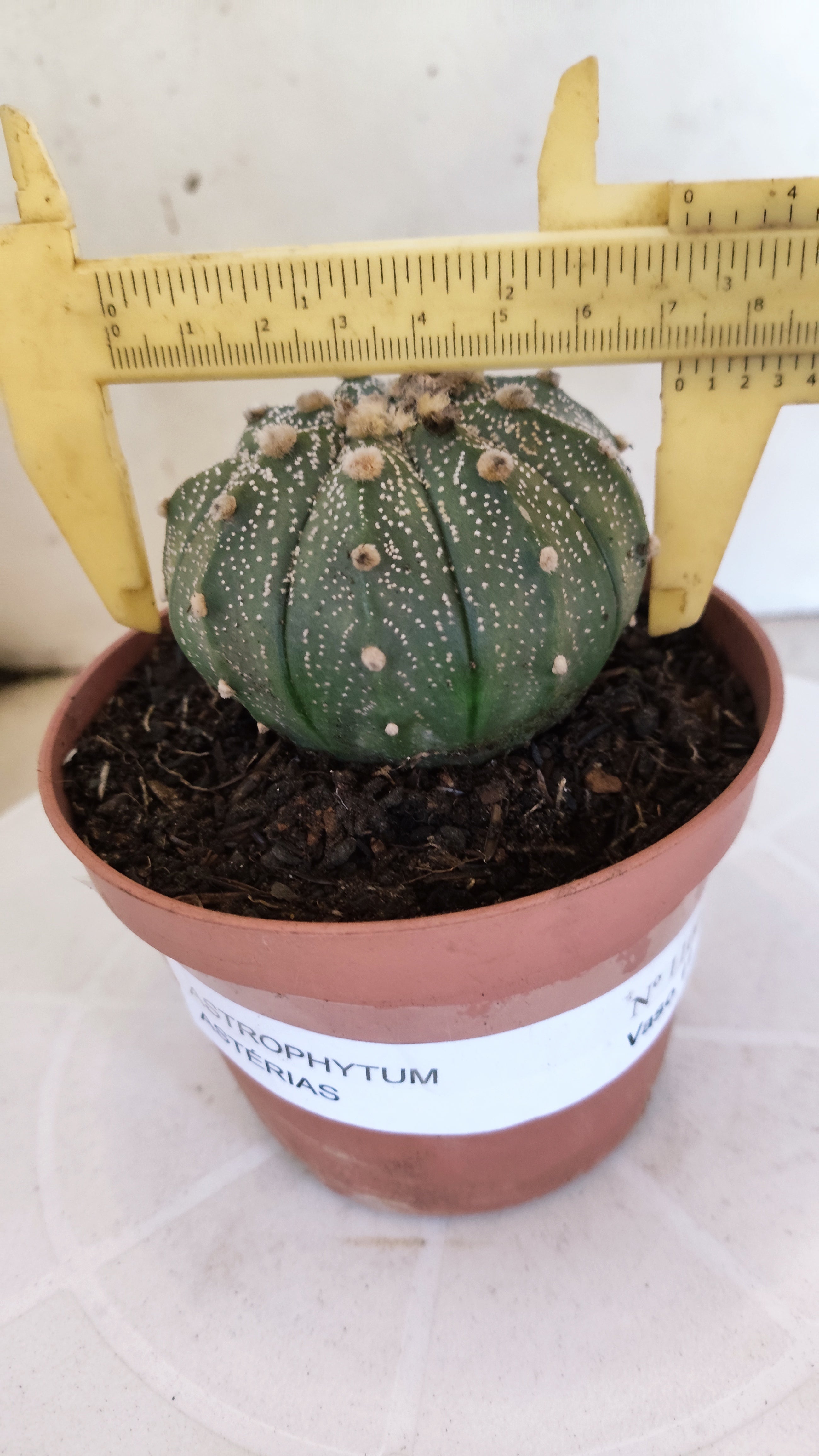 MATRIZ ASTROPHYTUM ASTÉRIAS  Nº 1100 – vaso 11