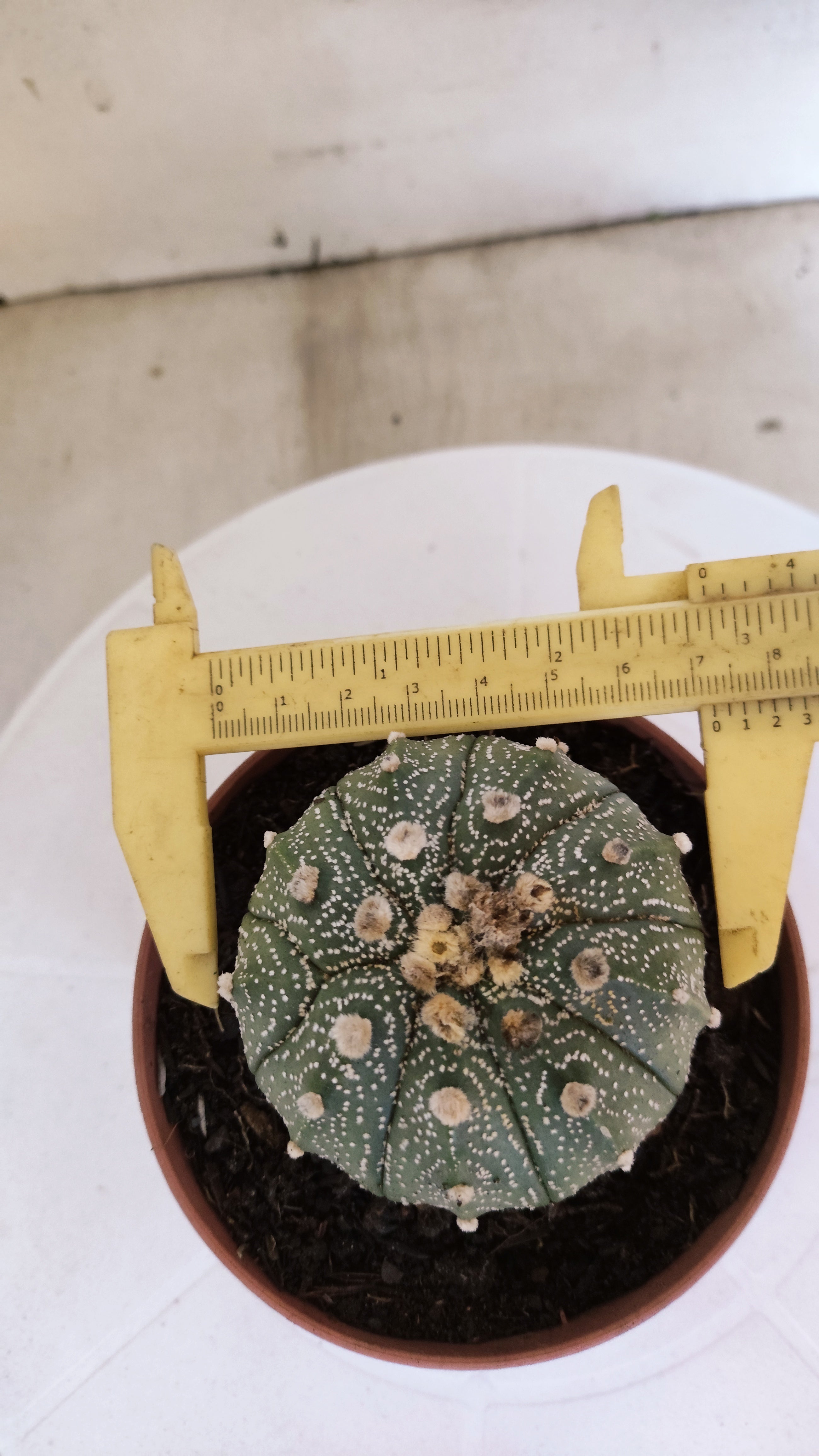 MATRIZ ASTROPHYTUM ASTÉRIAS  Nº 1100 – vaso 11