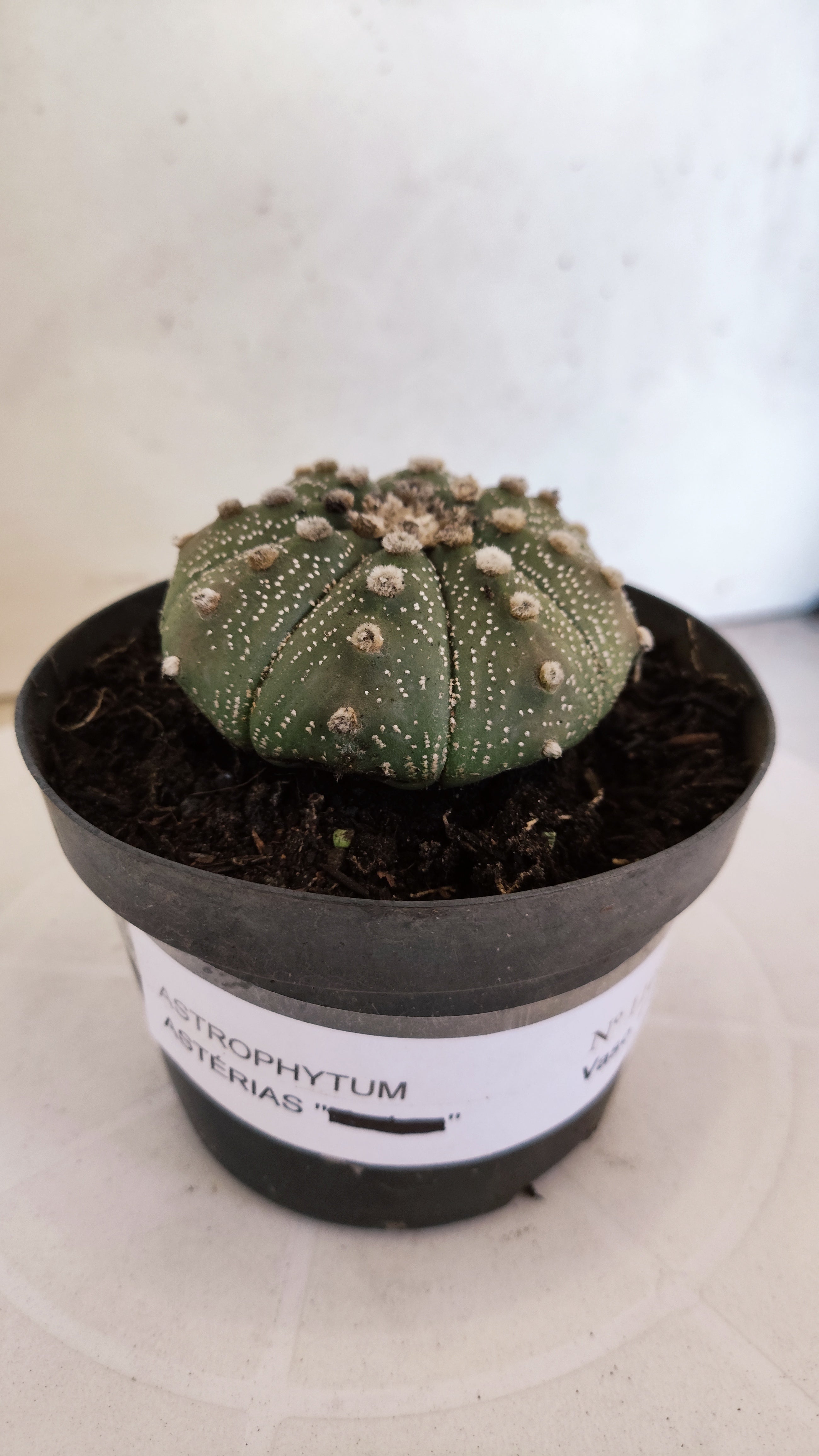 MATRIZ ASTROPHYTUM ASTÉRIAS  Nº 1101 – vaso 11
