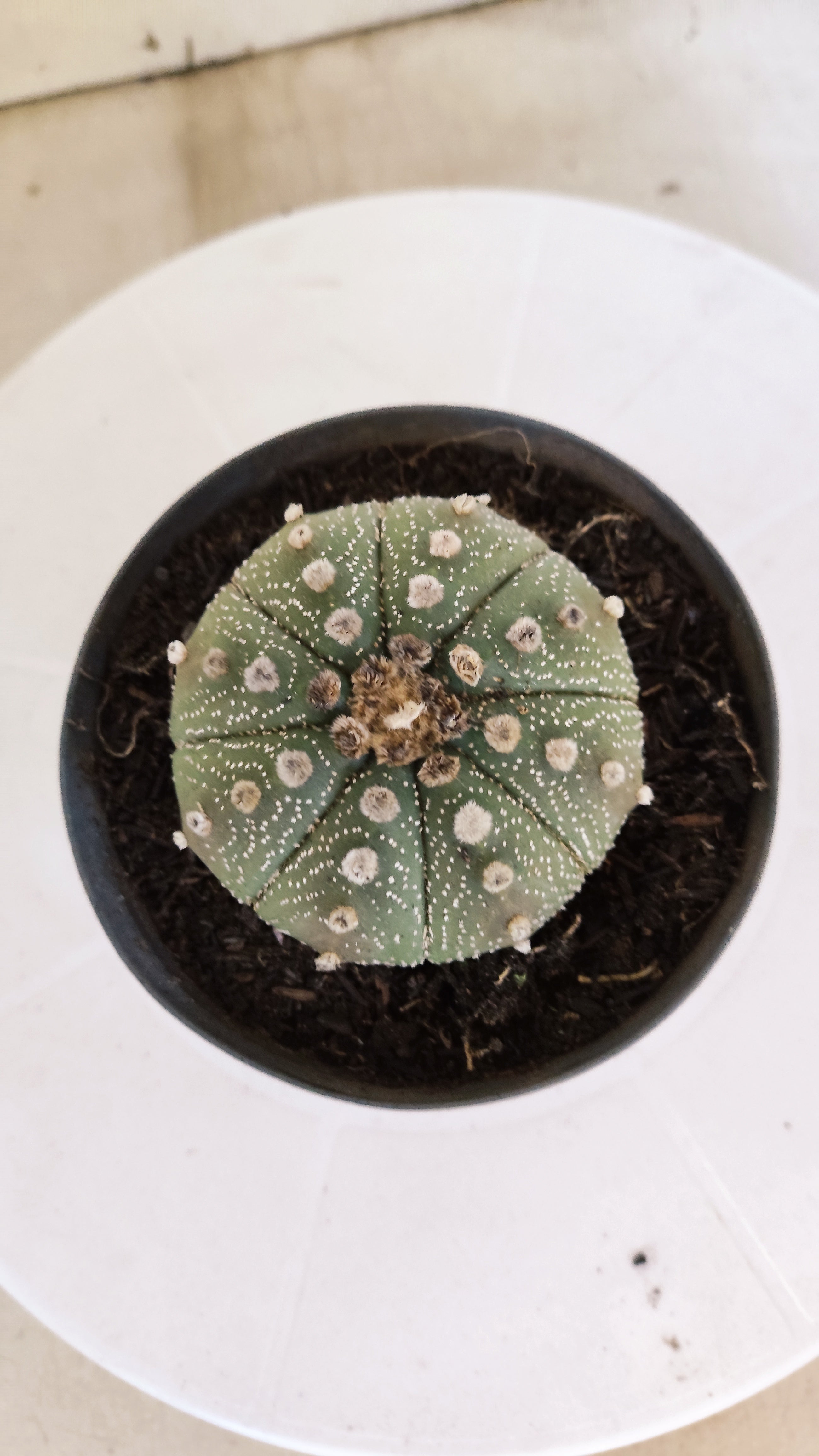 MATRIZ ASTROPHYTUM ASTÉRIAS  Nº 1101 – vaso 11