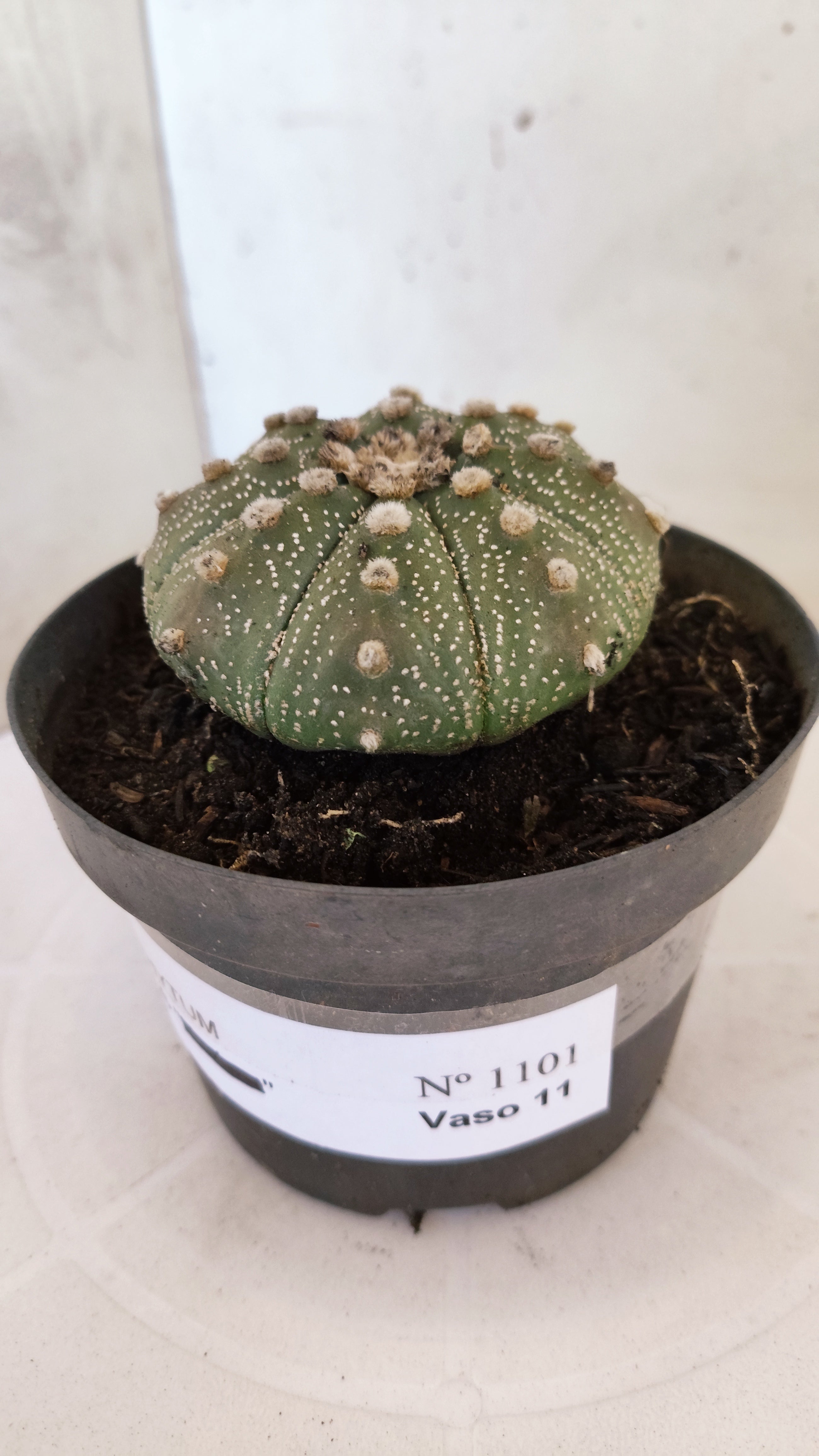 MATRIZ ASTROPHYTUM ASTÉRIAS  Nº 1101 – vaso 11
