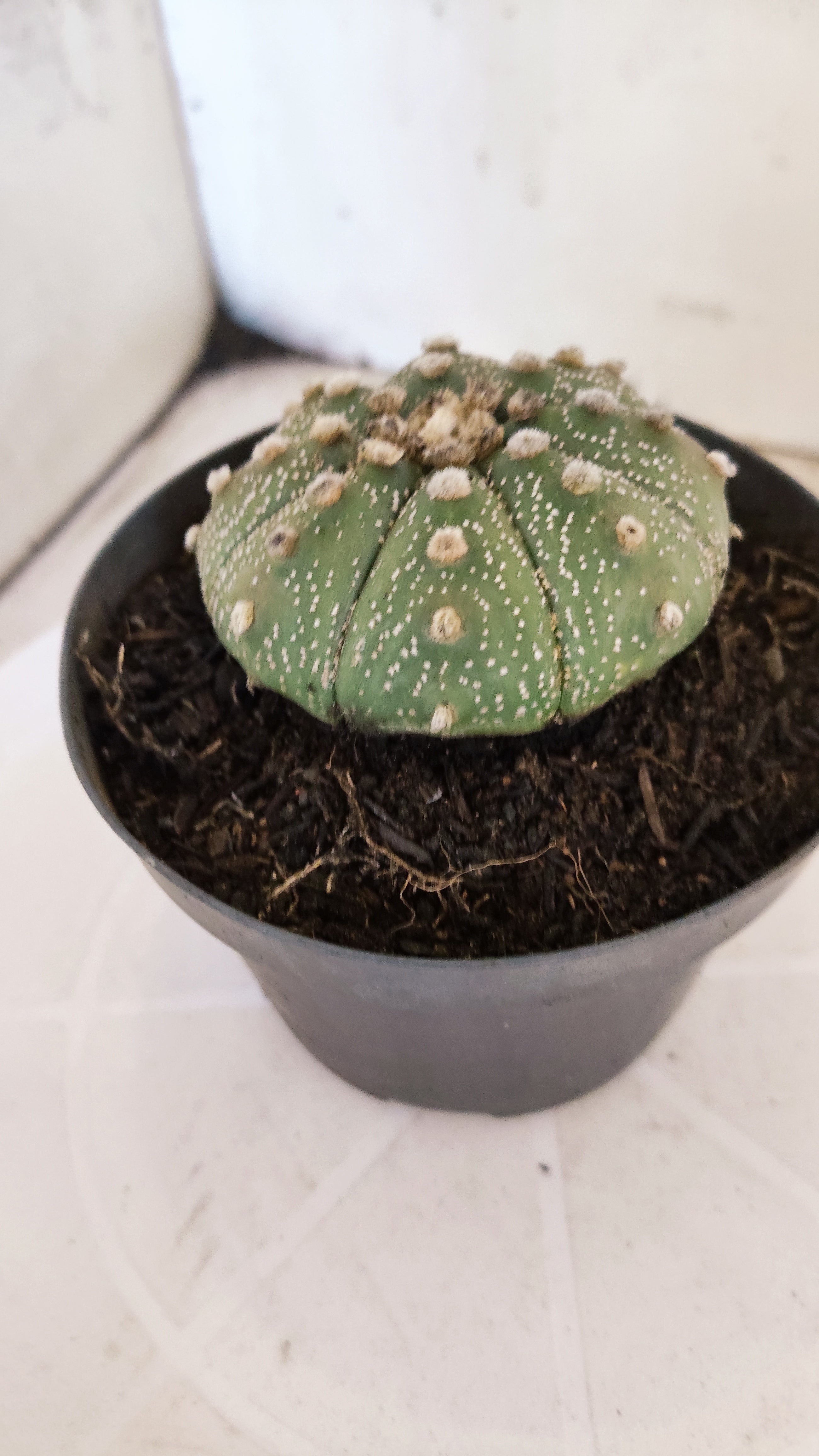 MATRIZ ASTROPHYTUM ASTÉRIAS  Nº 1101 – vaso 11