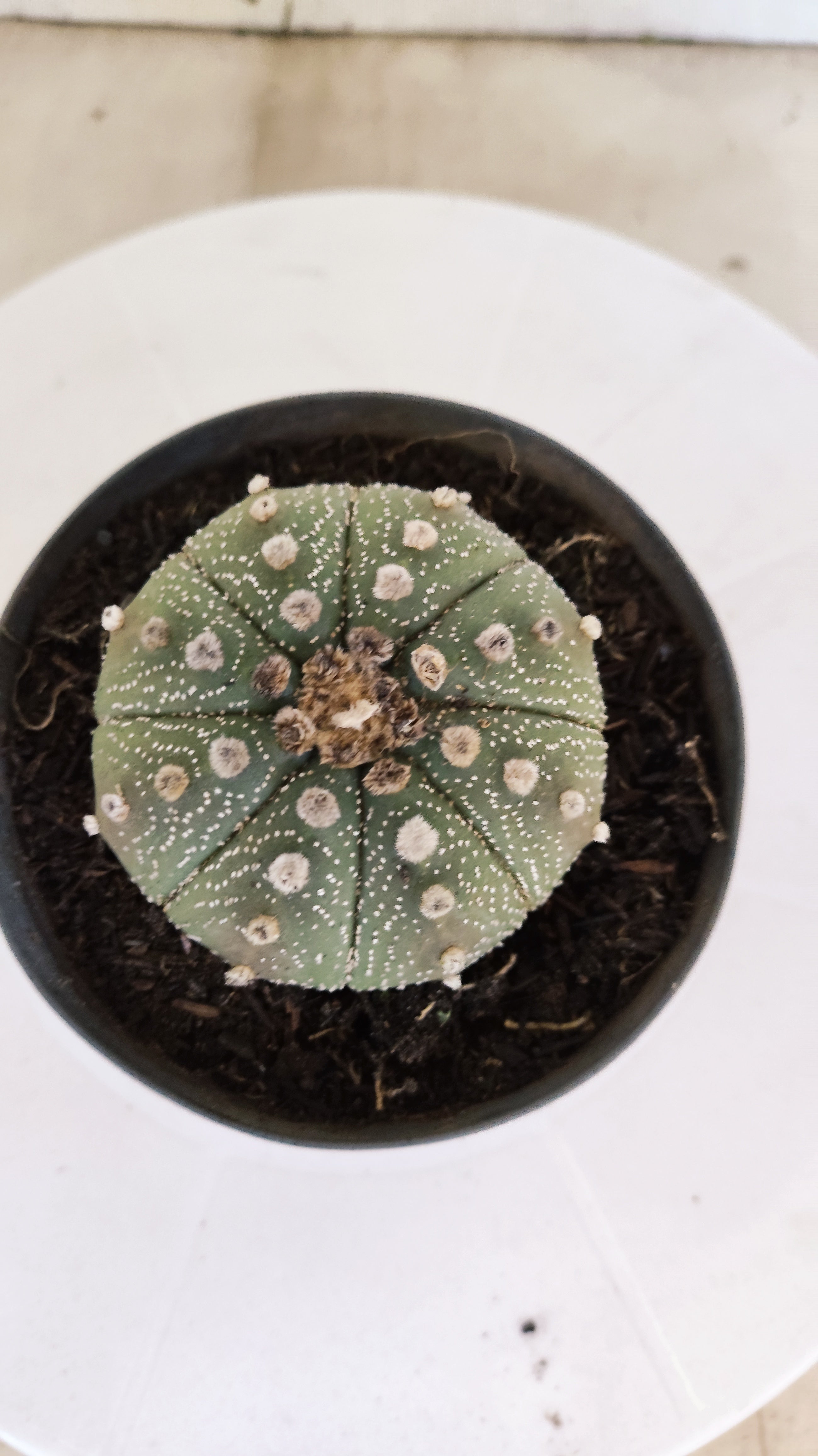 MATRIZ ASTROPHYTUM ASTÉRIAS  Nº 1101 – vaso 11
