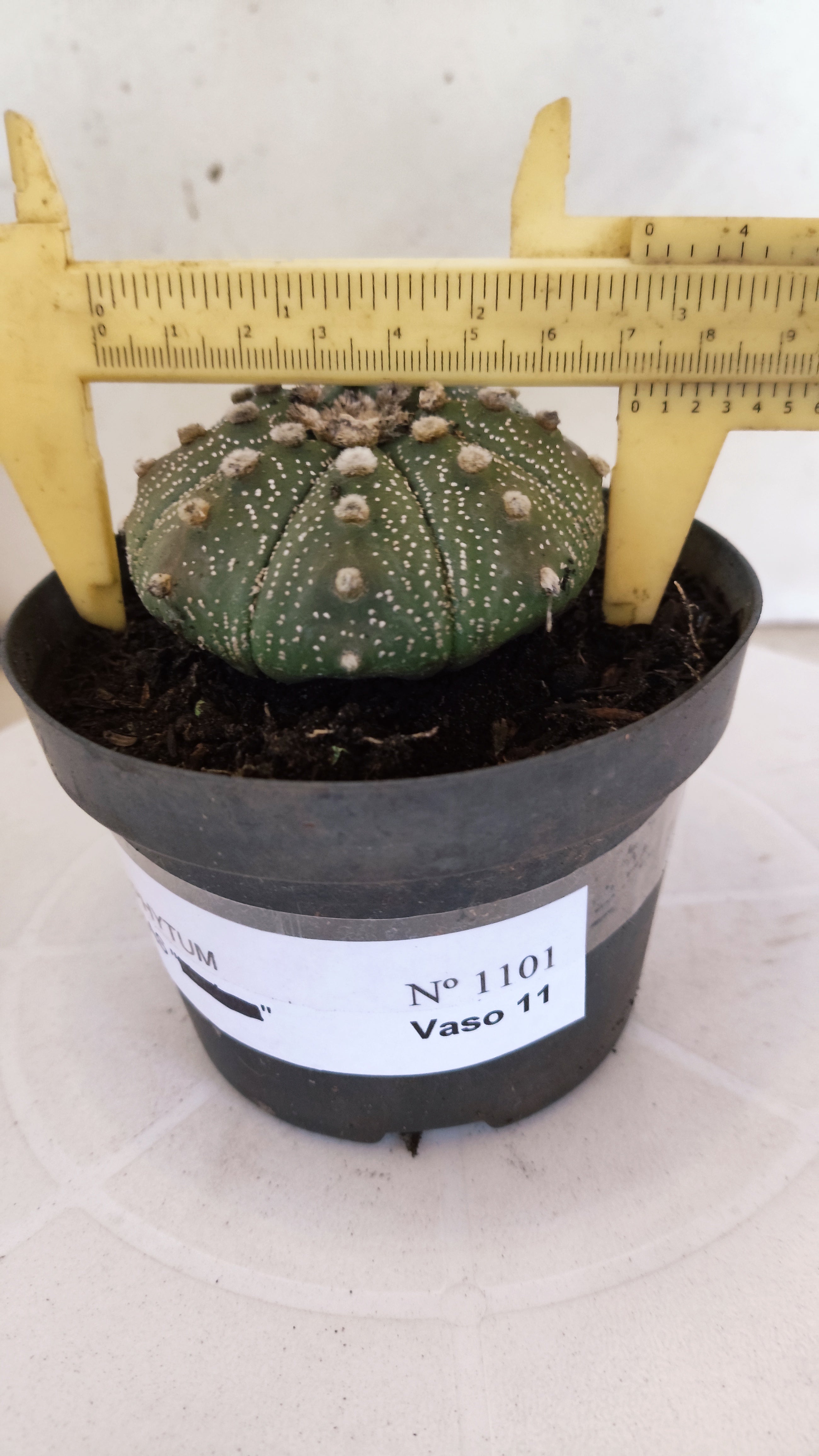 MATRIZ ASTROPHYTUM ASTÉRIAS  Nº 1101 – vaso 11