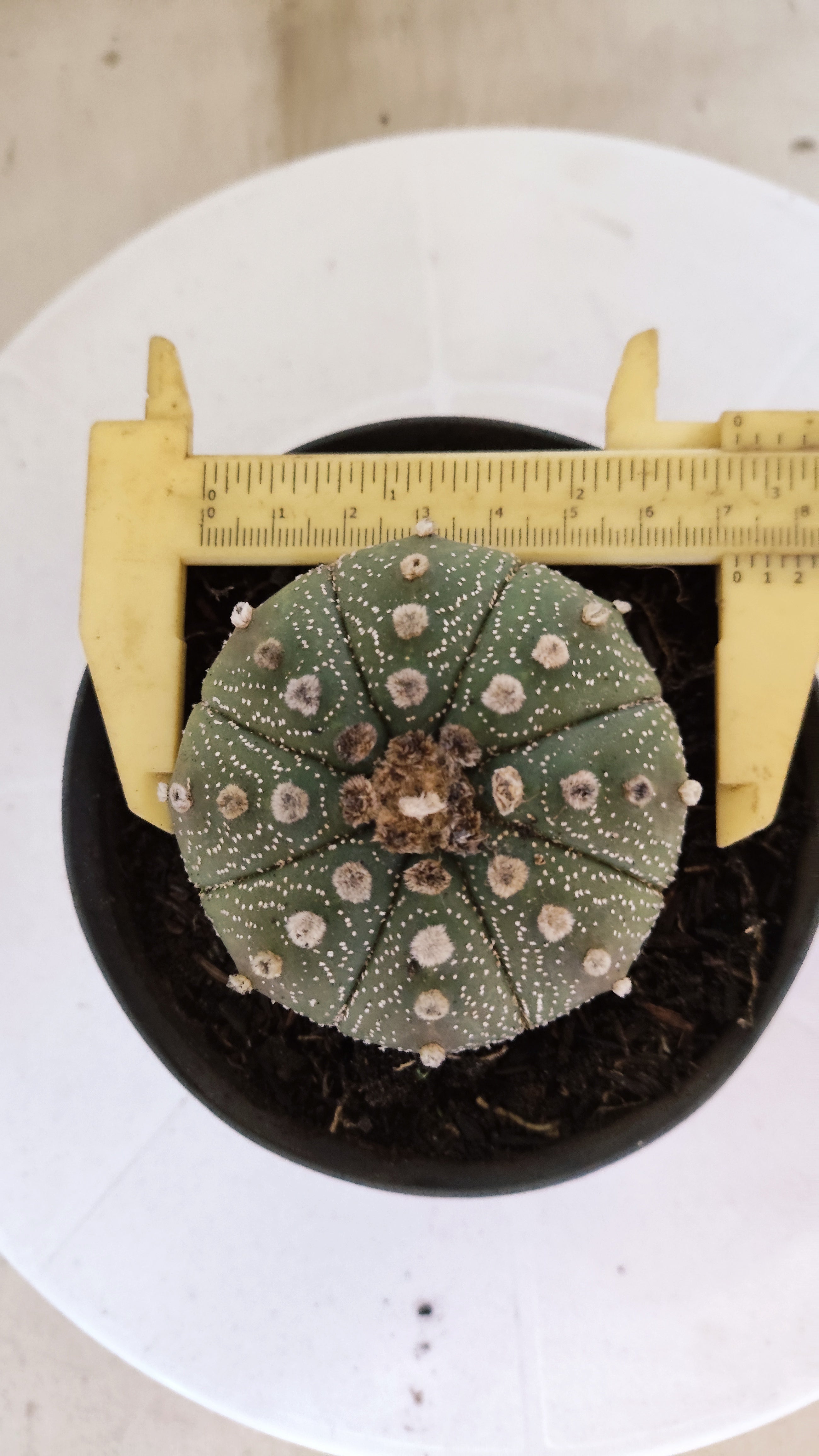 MATRIZ ASTROPHYTUM ASTÉRIAS  Nº 1101 – vaso 11
