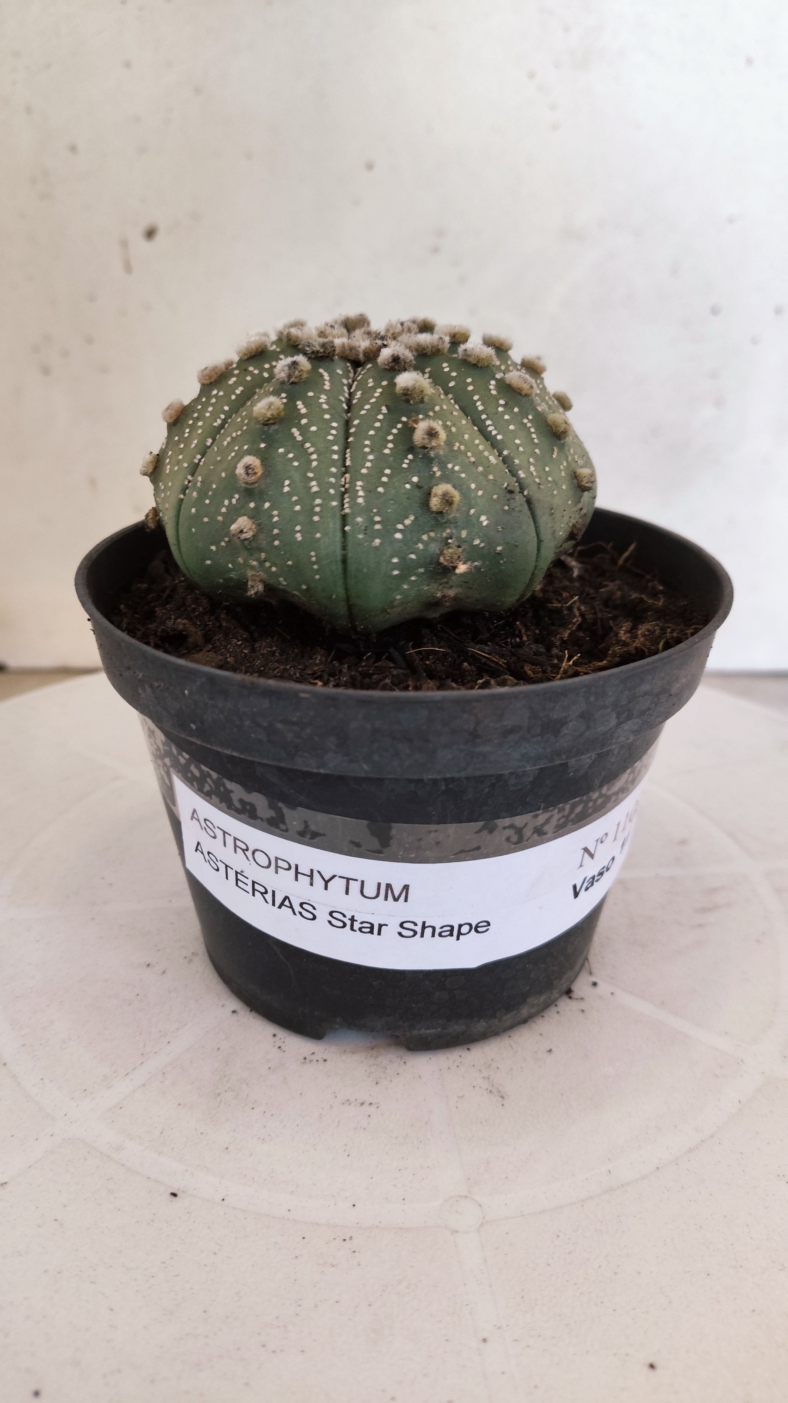 ASTROPHYTUM ASTERIAS STAR SHAPE Nº 1102 – vaso 11