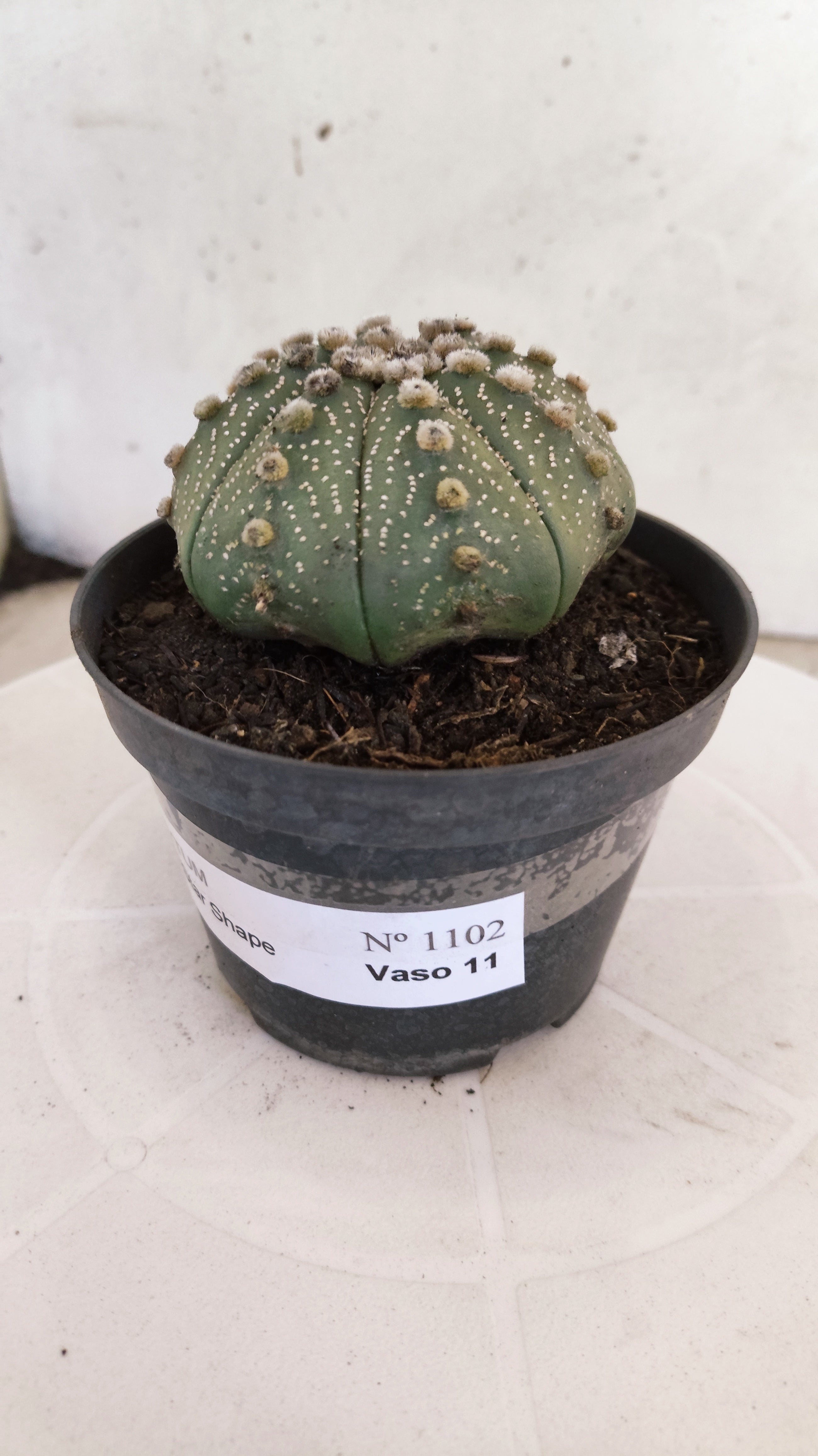 ASTROPHYTUM ASTERIAS STAR SHAPE Nº 1102 – vaso 11