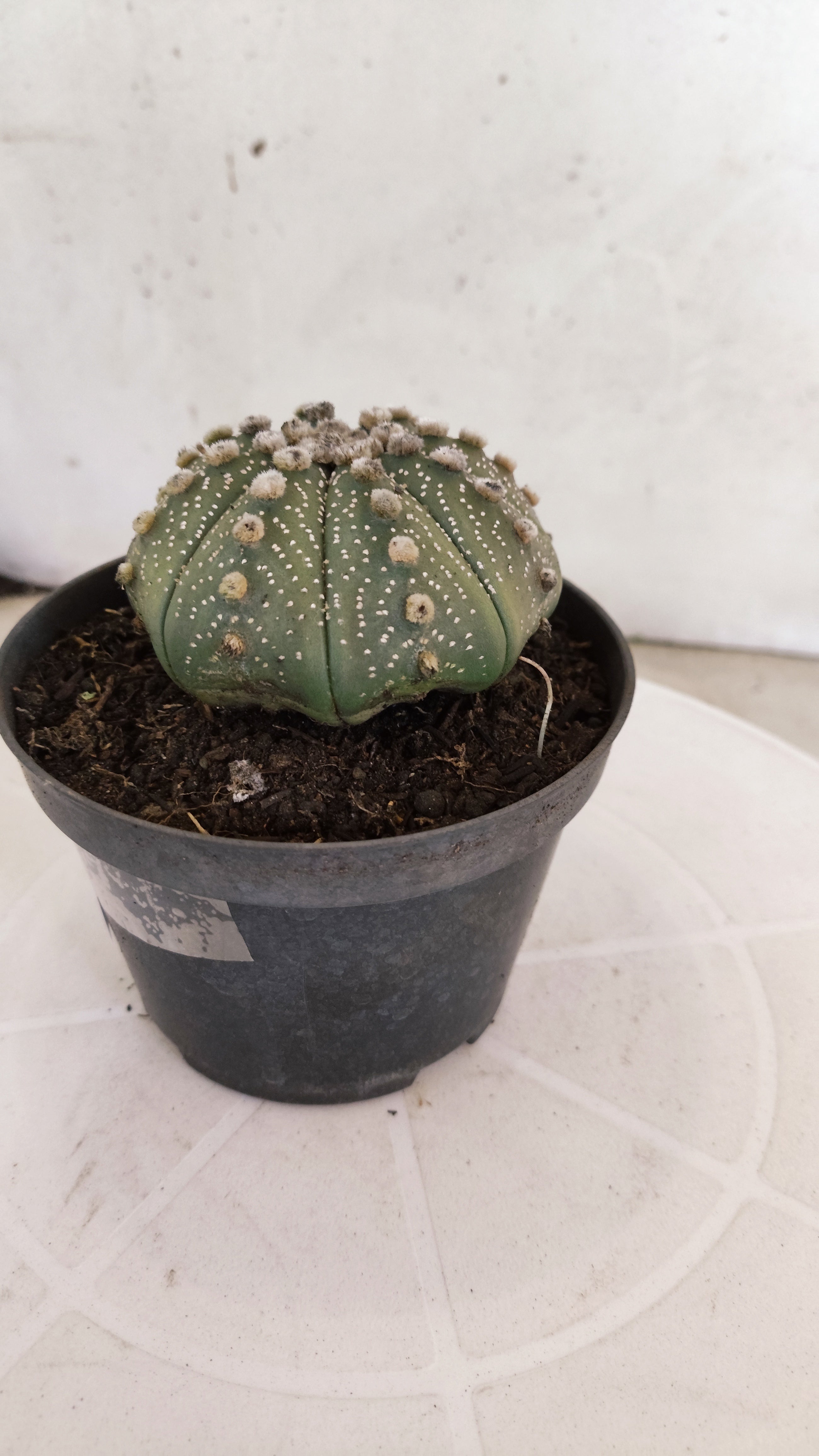 ASTROPHYTUM ASTERIAS STAR SHAPE Nº 1102 – vaso 11