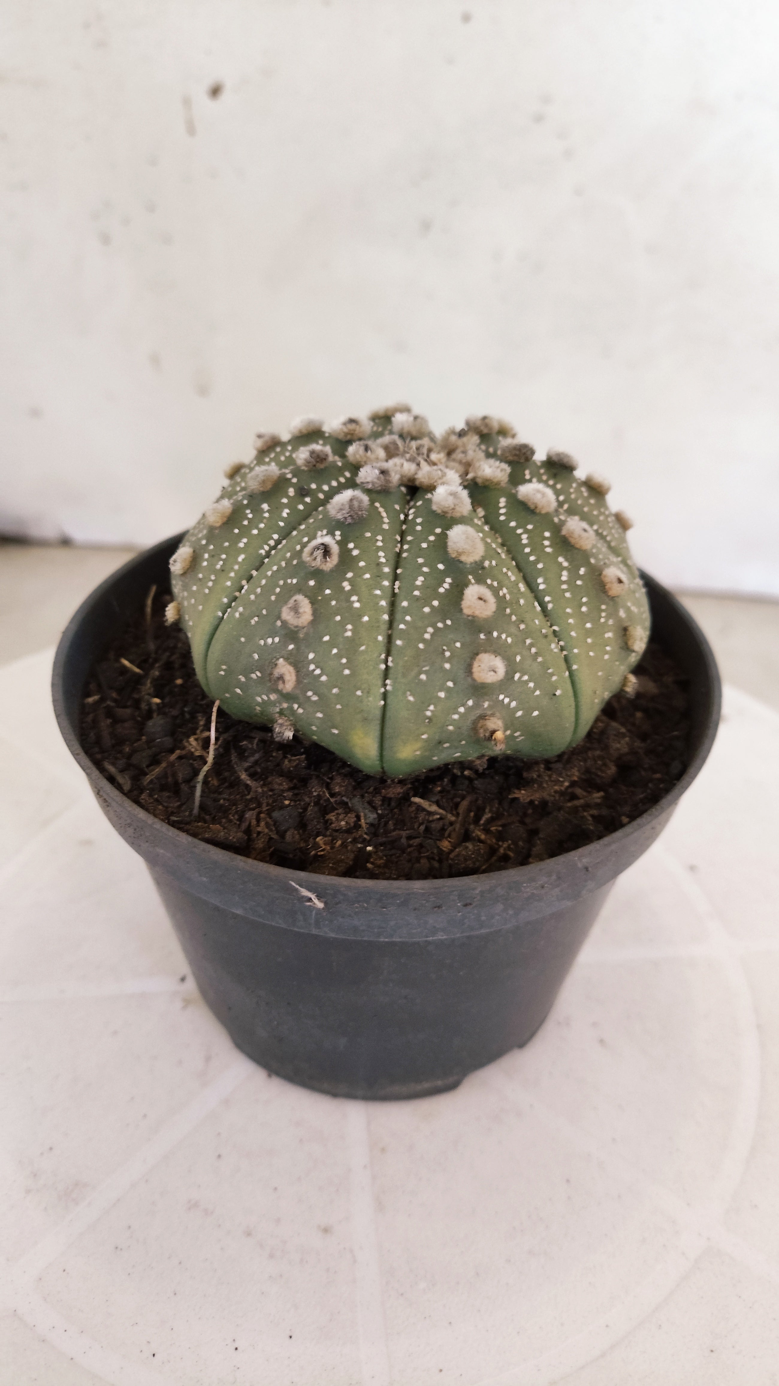ASTROPHYTUM ASTERIAS STAR SHAPE Nº 1102 – vaso 11