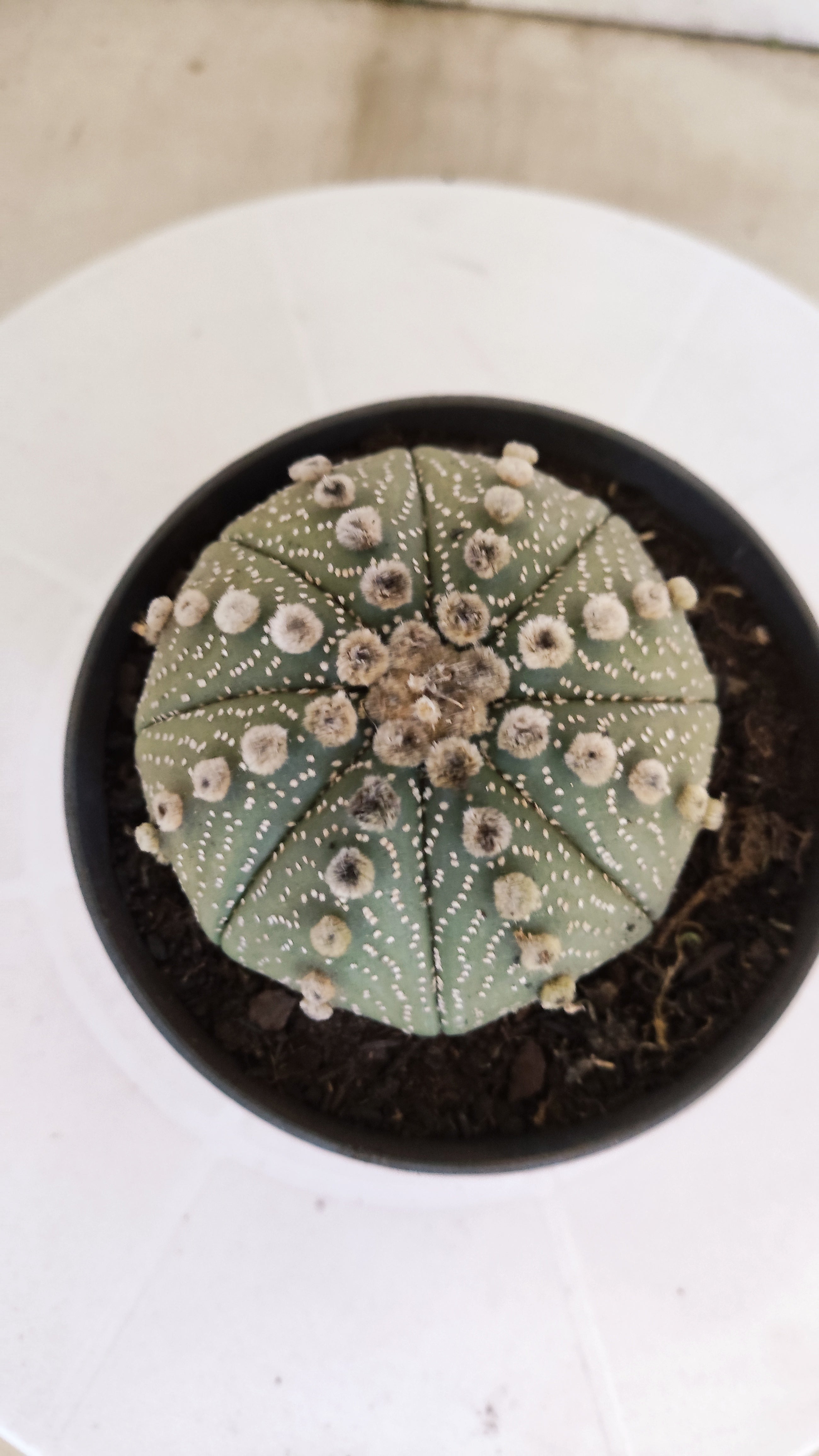 ASTROPHYTUM ASTERIAS STAR SHAPE Nº 1102 – vaso 11