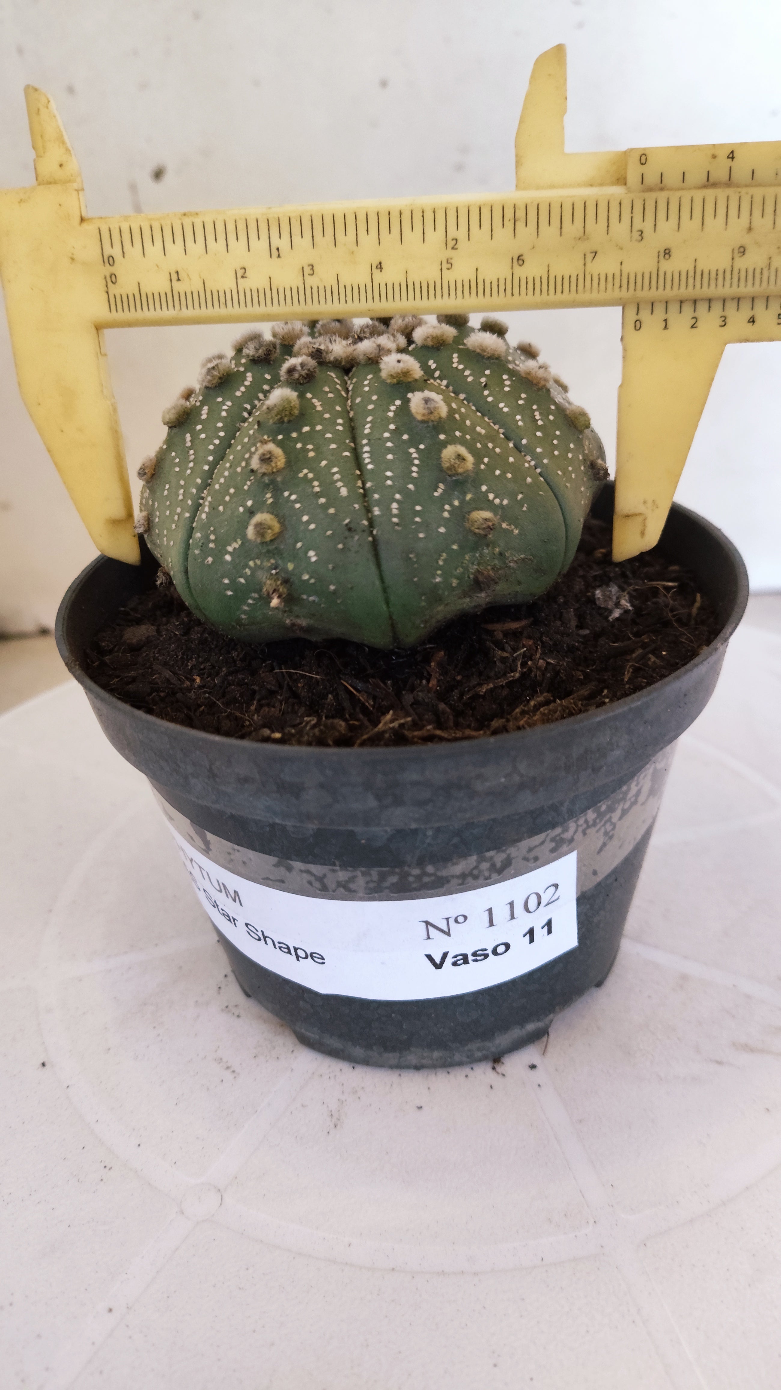 ASTROPHYTUM ASTERIAS STAR SHAPE Nº 1102 – vaso 11